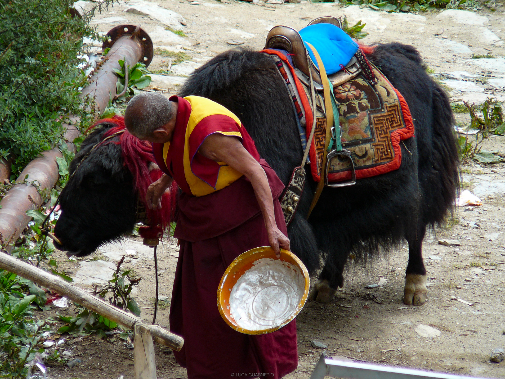 YAK