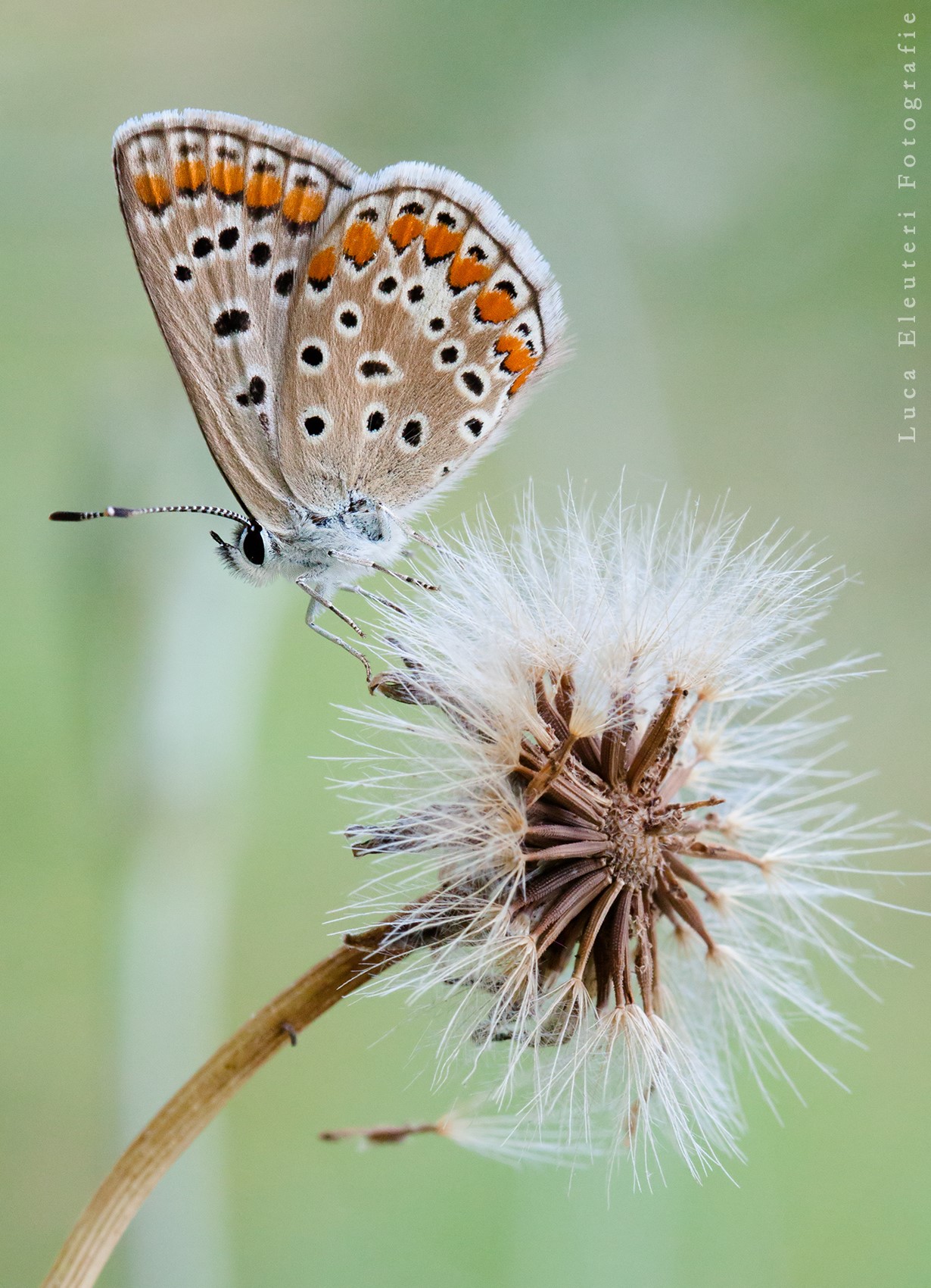 Polyommatus icarus