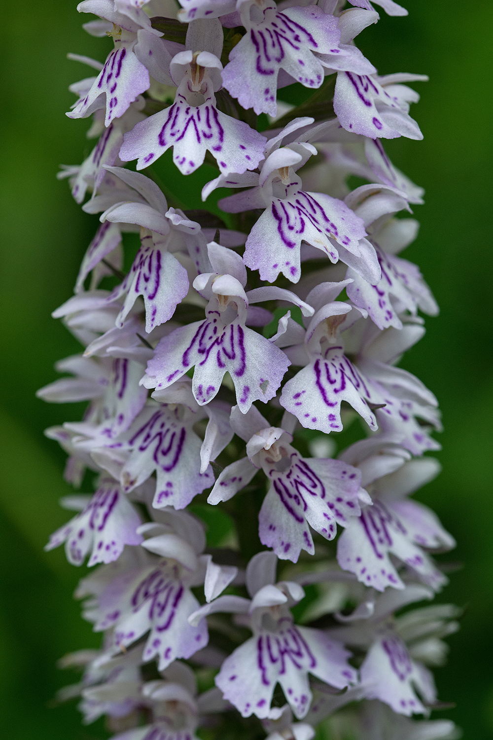 Dactylorhiza maculata