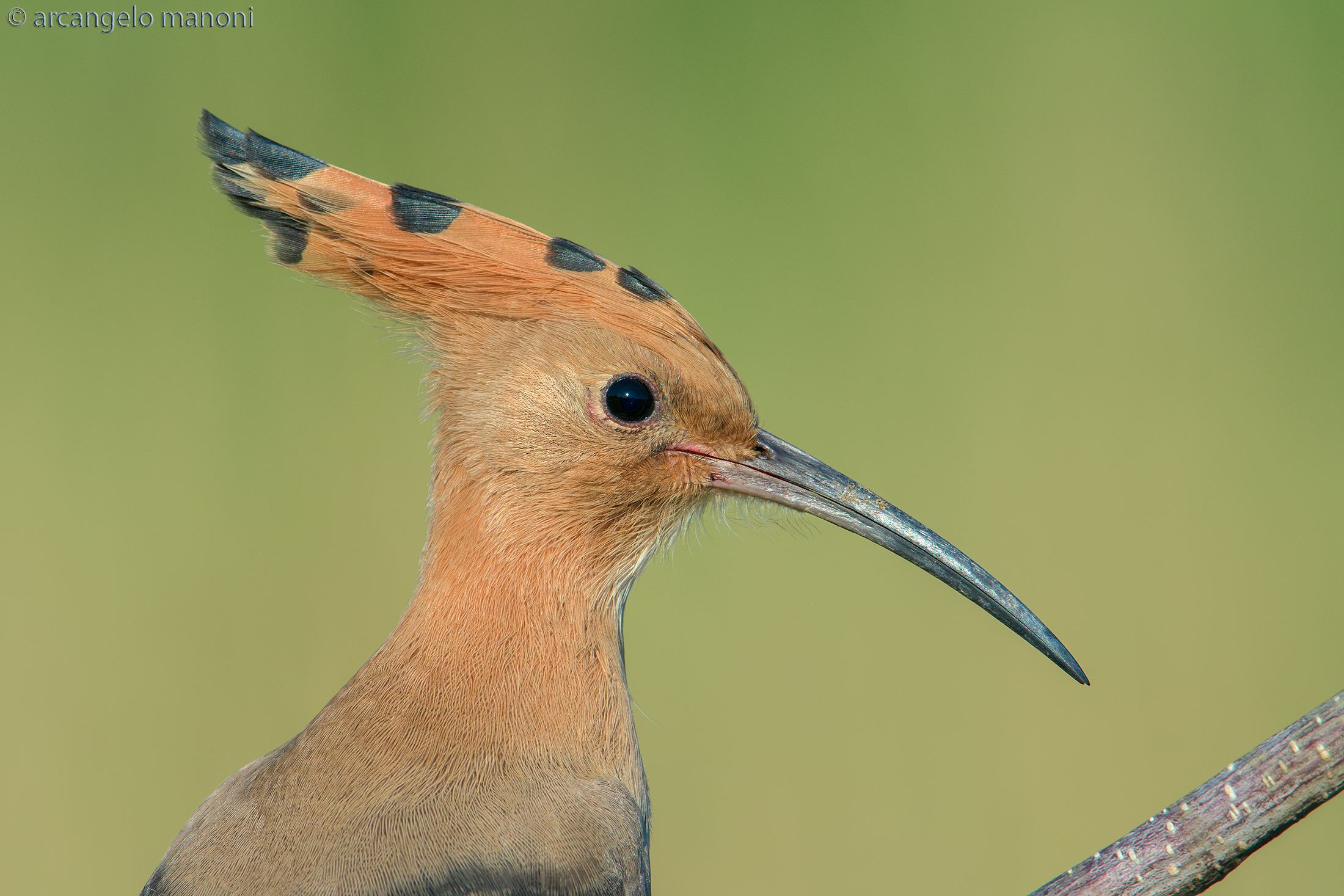 Fototessera hoopoe