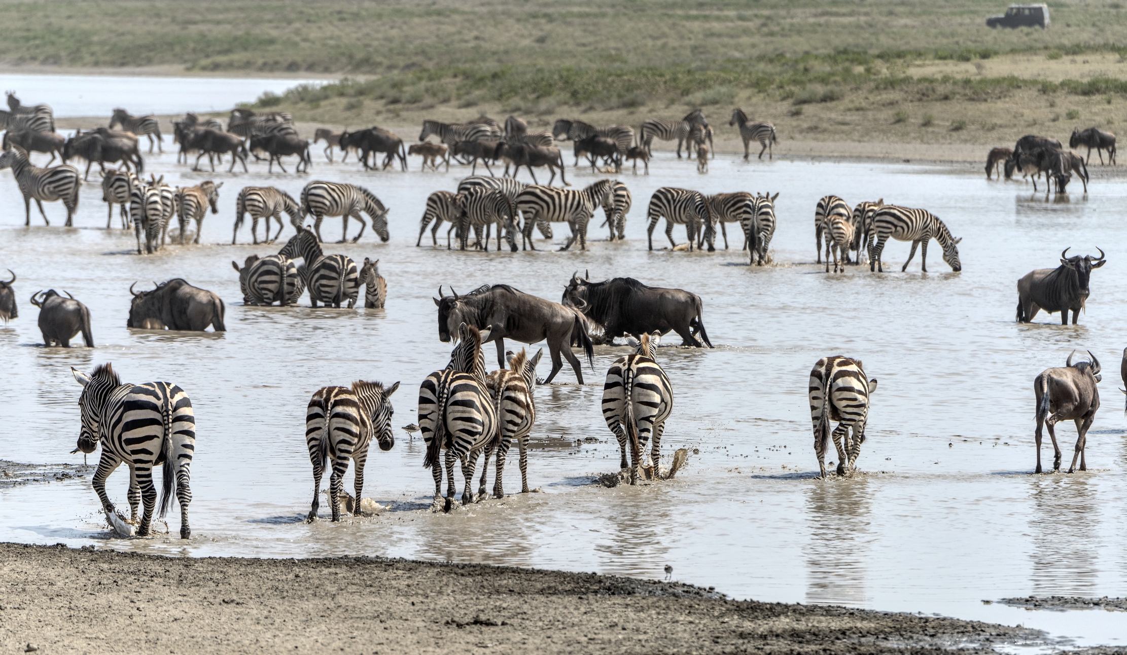 Tanzania 2015 - Migrazione