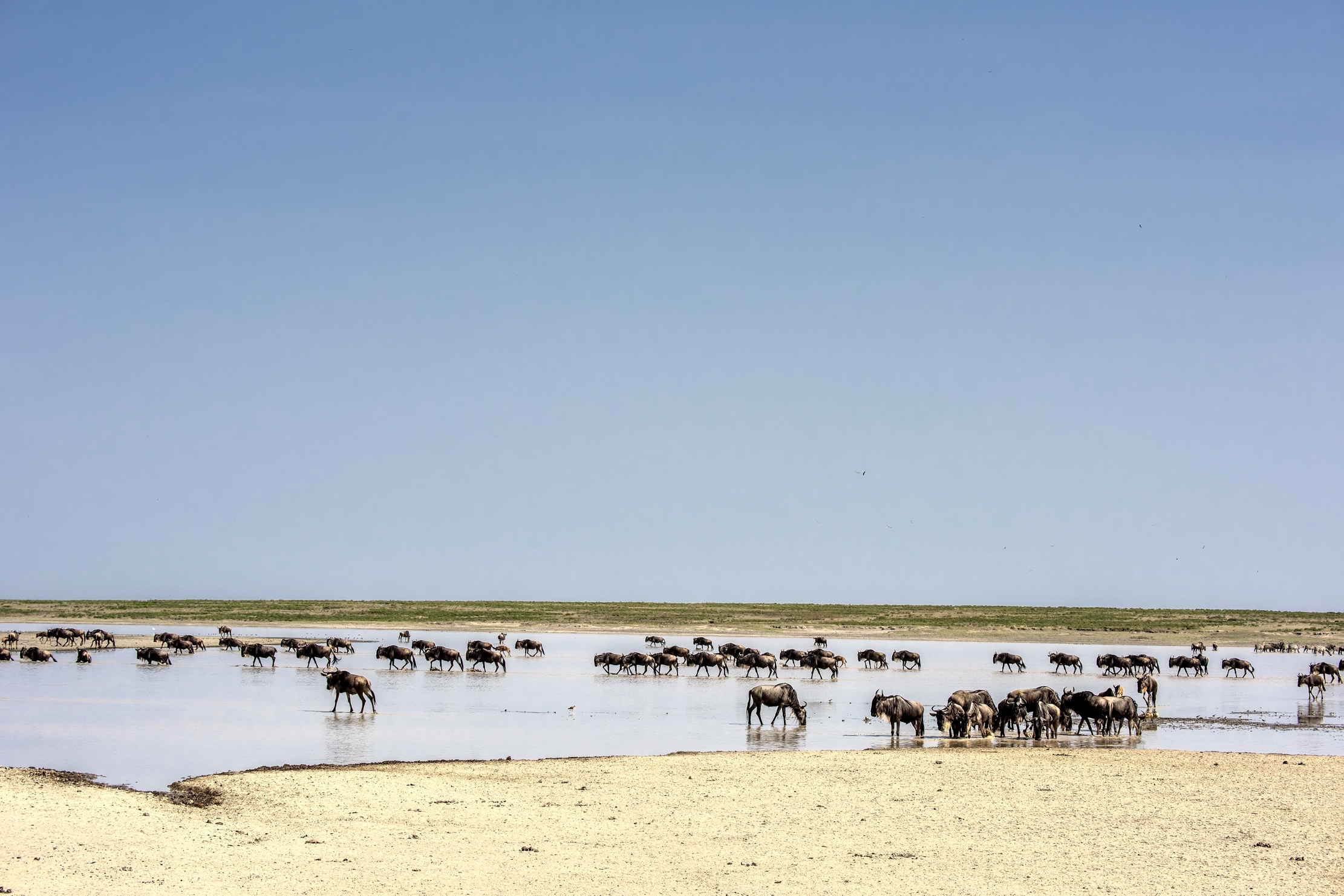 Tanzania 2015 - Migrazione