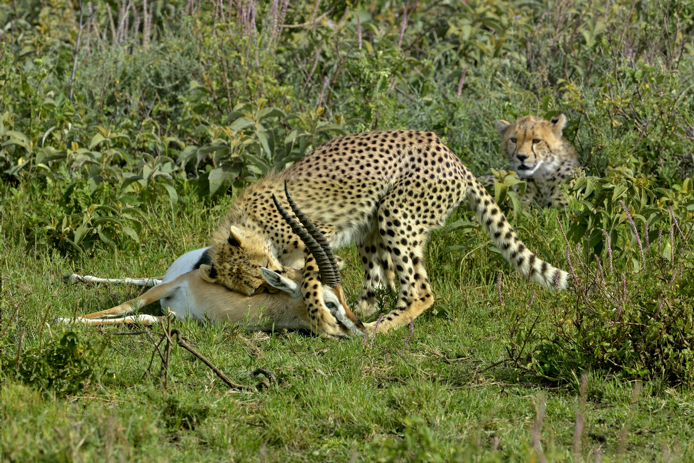 Tanzania 2015 - Con la preda