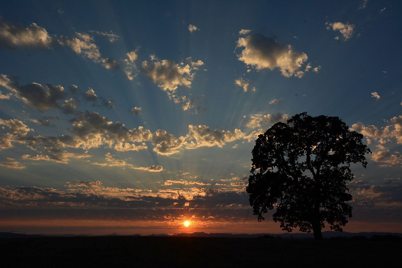 Albero solo al tramonto