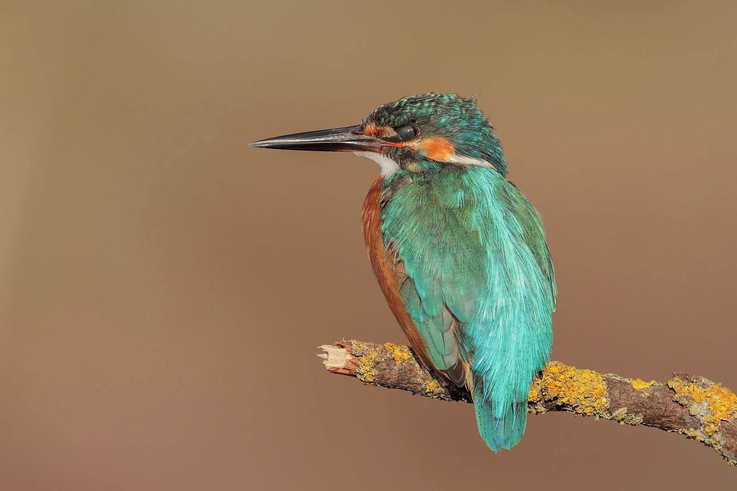 scusate le spalle e la palpebra chiusa