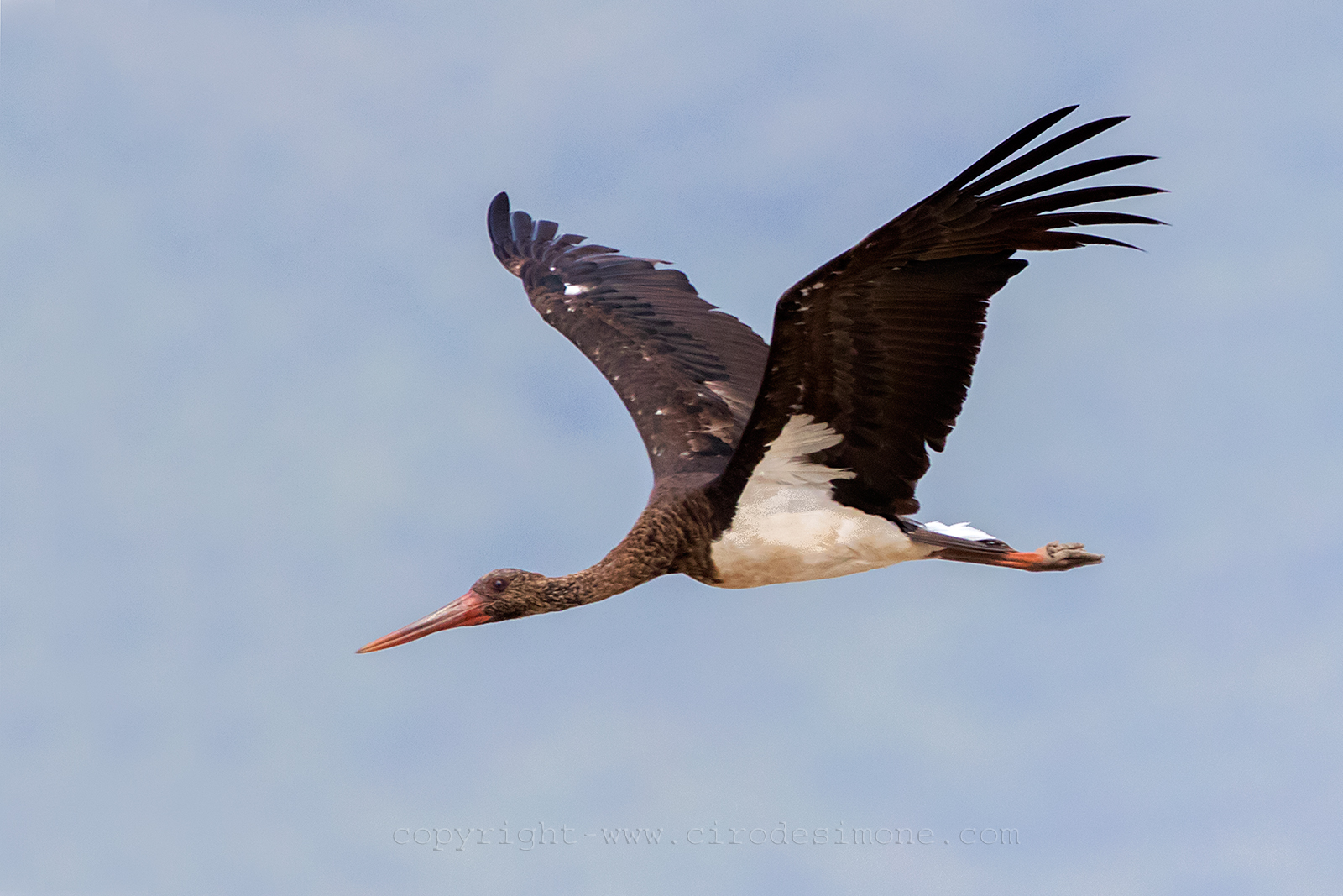 Stork nigra