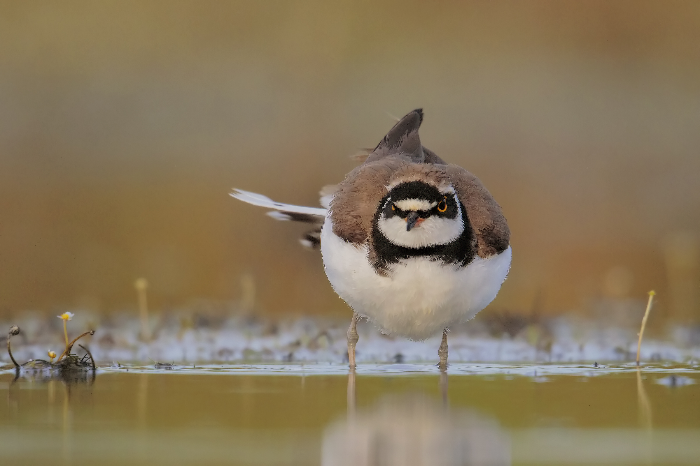 you have to look ...