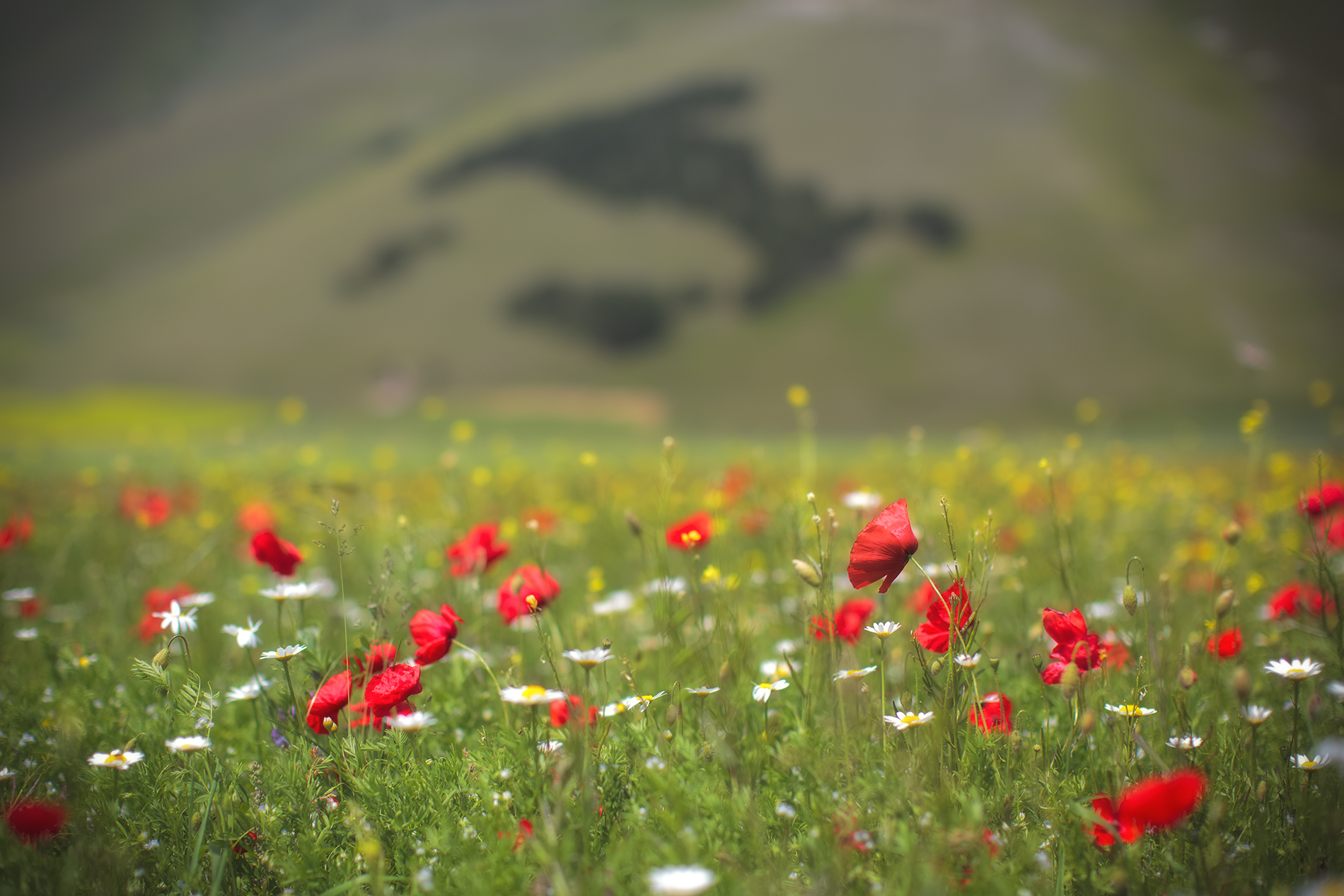 Castelluccio di Norcia4