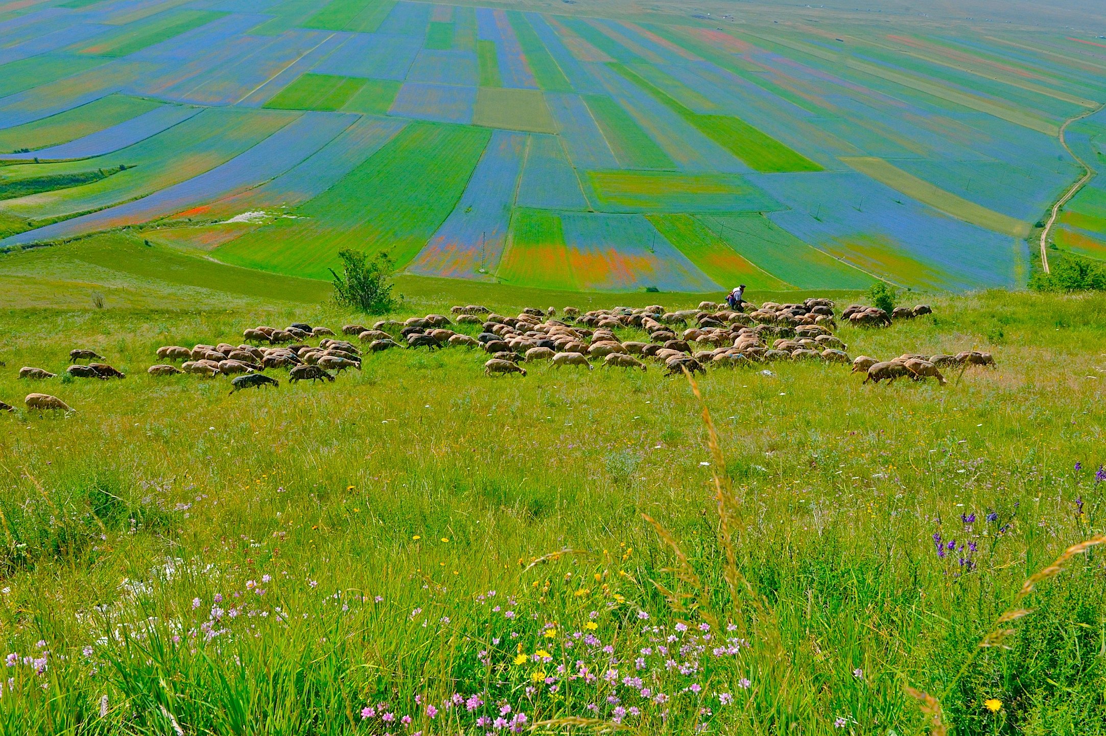 Fioritura 2015 Luglio Castelluccio Piano Grande.