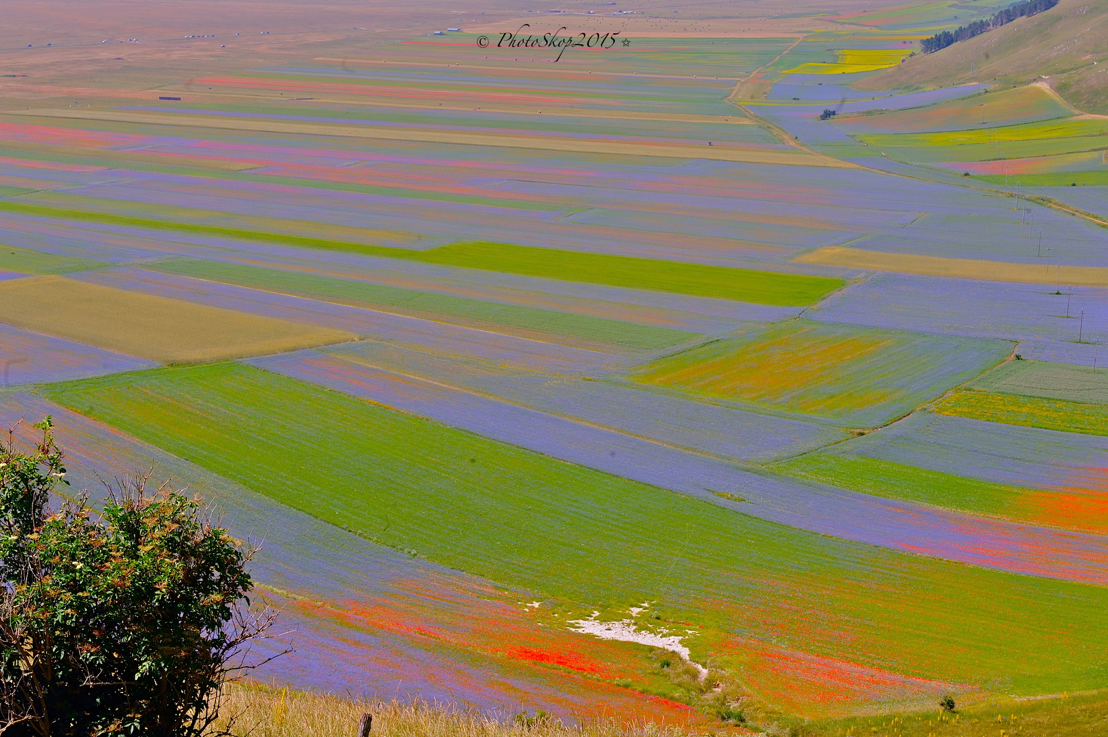 Fioritura 2015 Luglio Castelluccio Piano Grande.