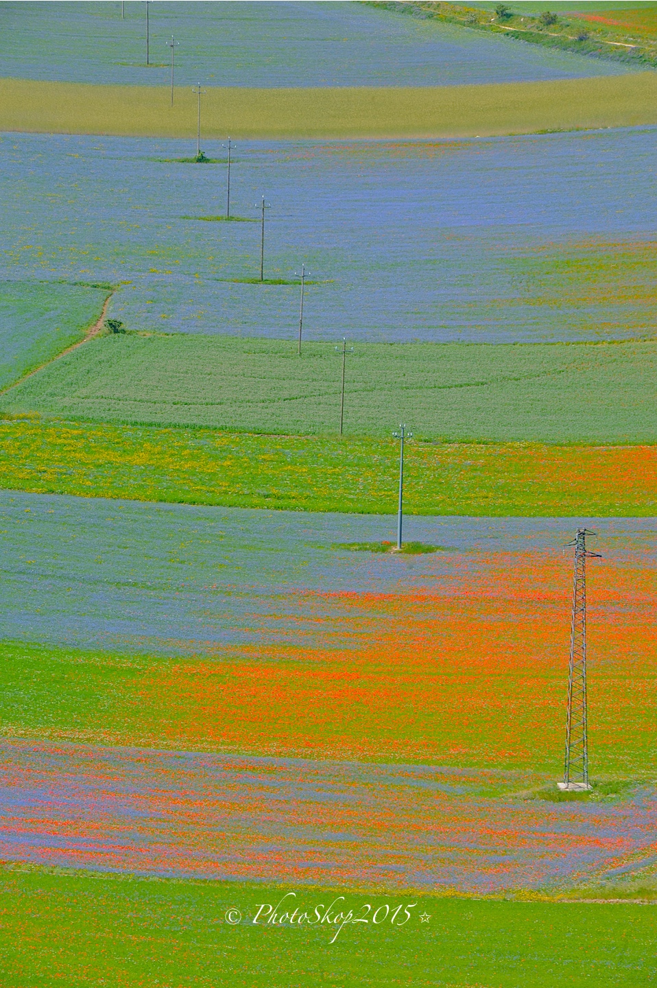 Fioritura 2015 Luglio Castelluccio Piano Grande.