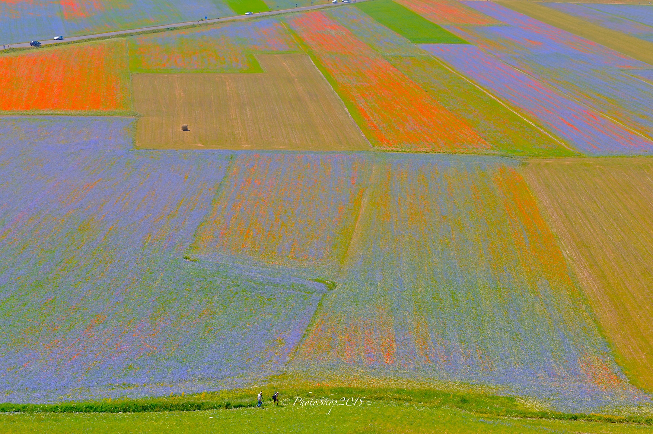 Fioritura 2015 Luglio Castelluccio Piano Grande.