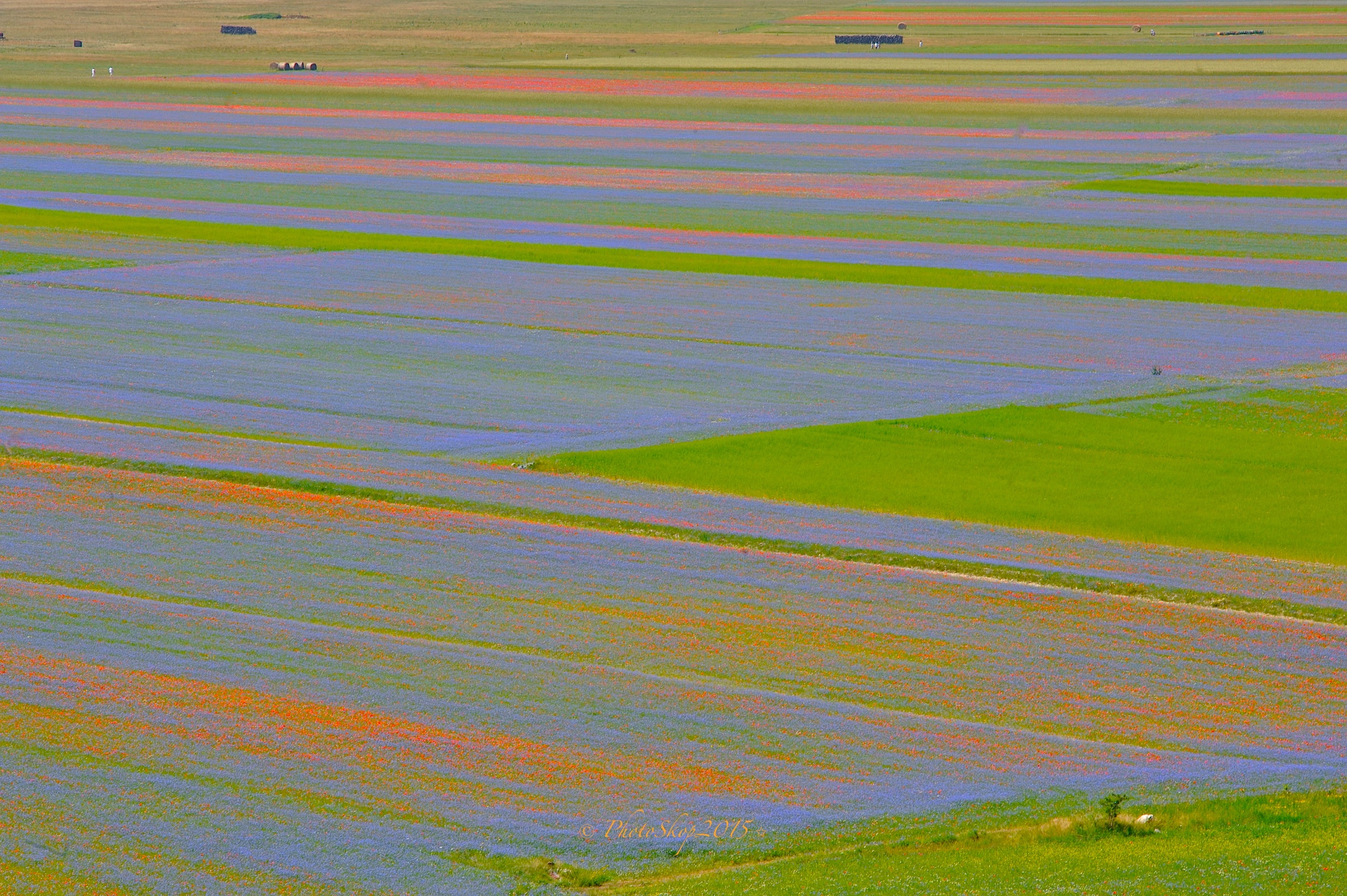 Fioritura 2015 Luglio Castelluccio Piano Grande.