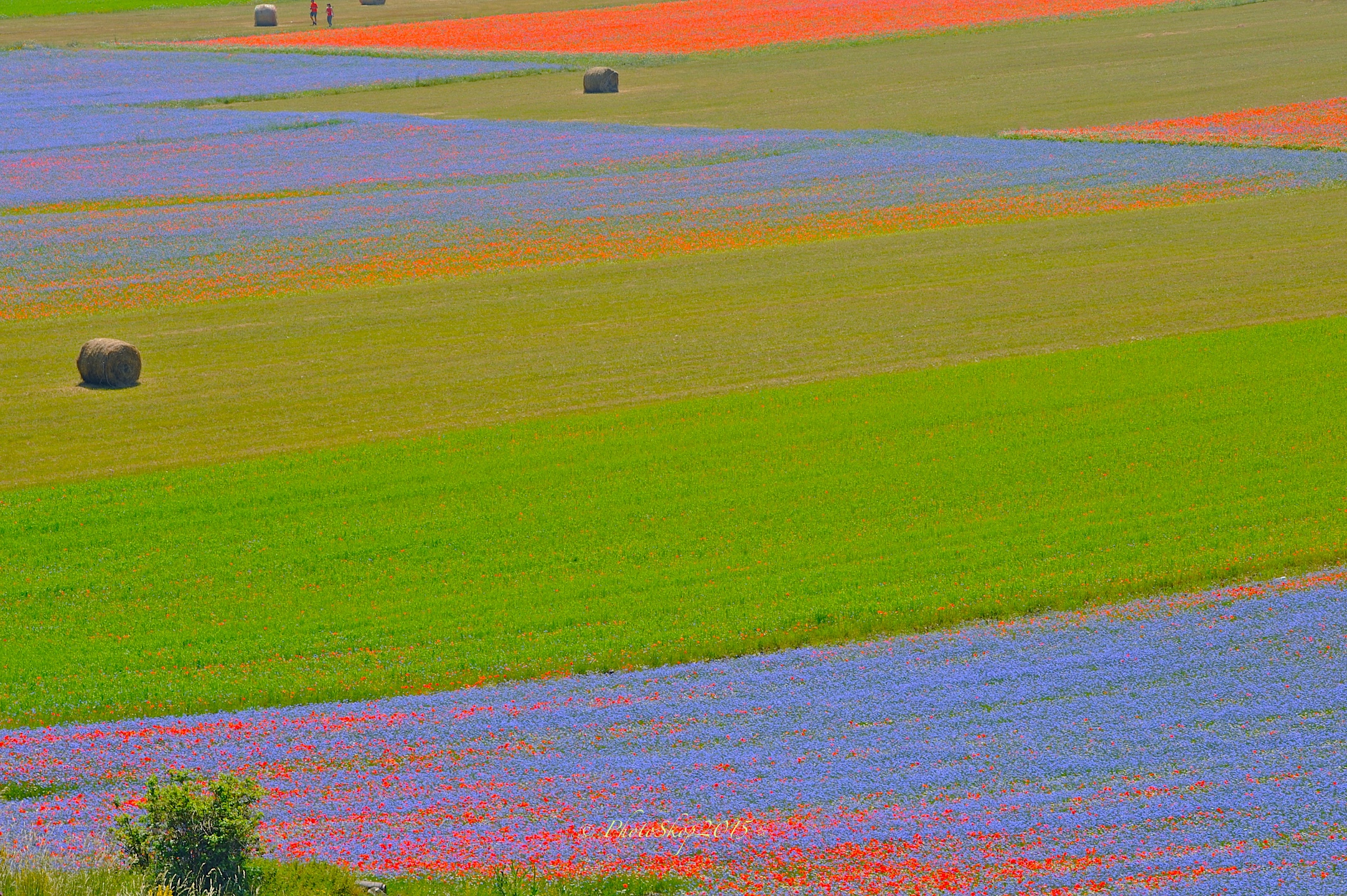 Fioritura 2015 Luglio Castelluccio Piano Grande.