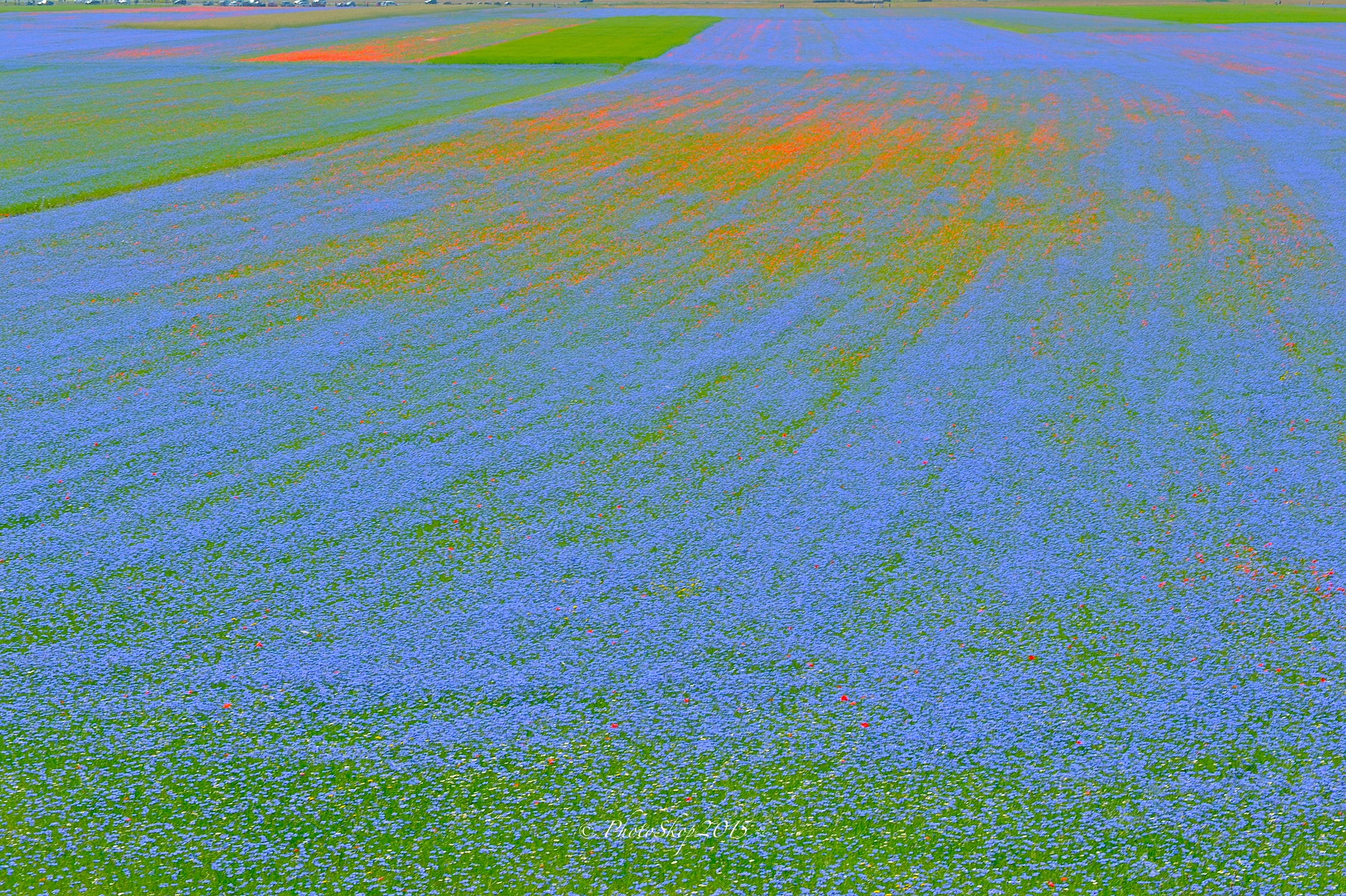 Fioritura 2015 Luglio Castelluccio Piano Grande.