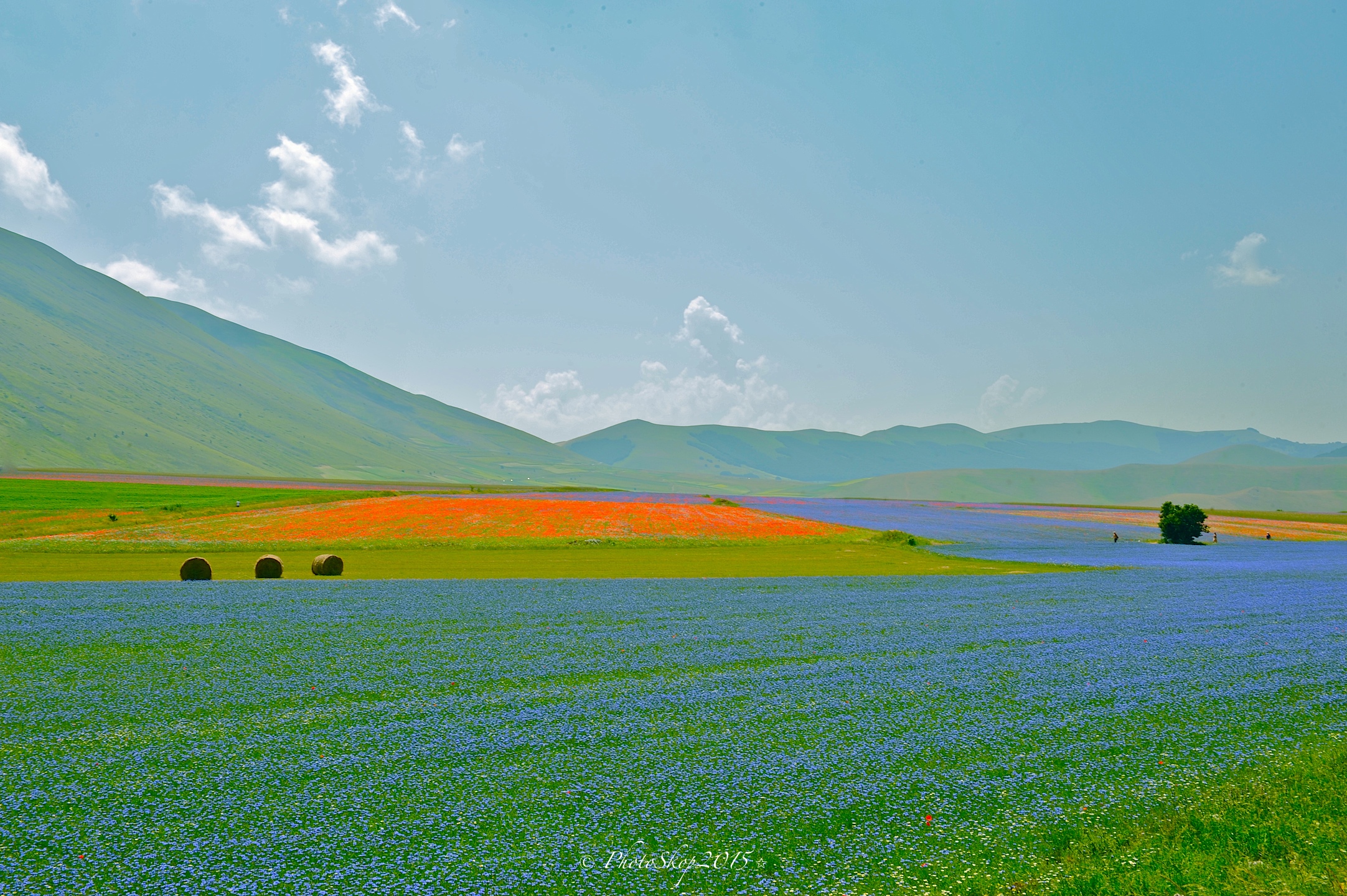 Fioritura 2015 Luglio Castelluccio Piano Grande.