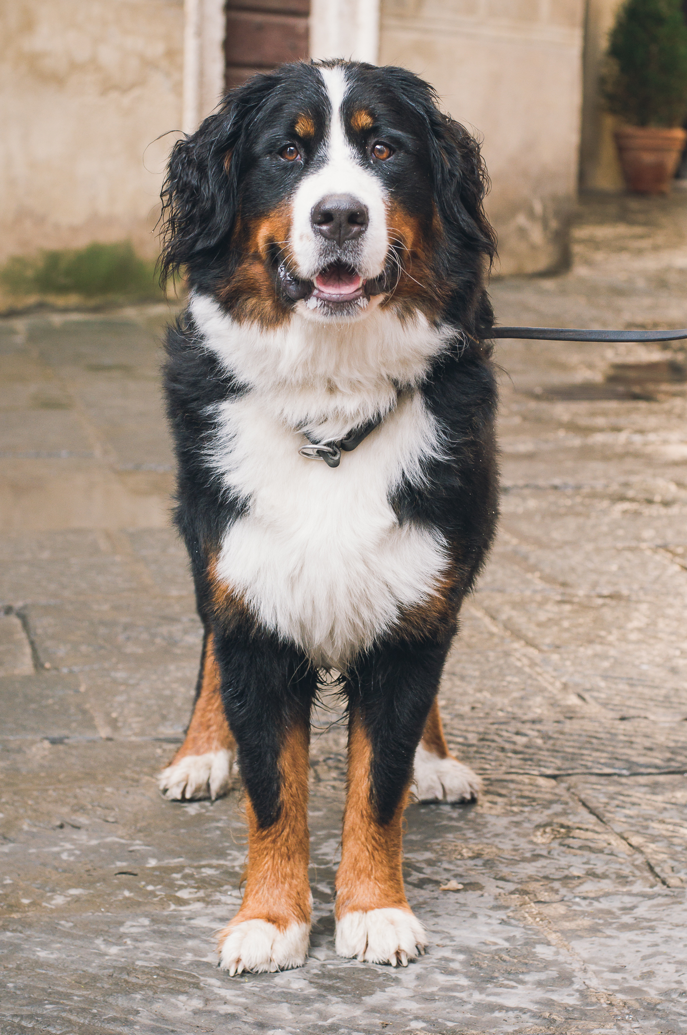 Buck, the Bernese Bouvier