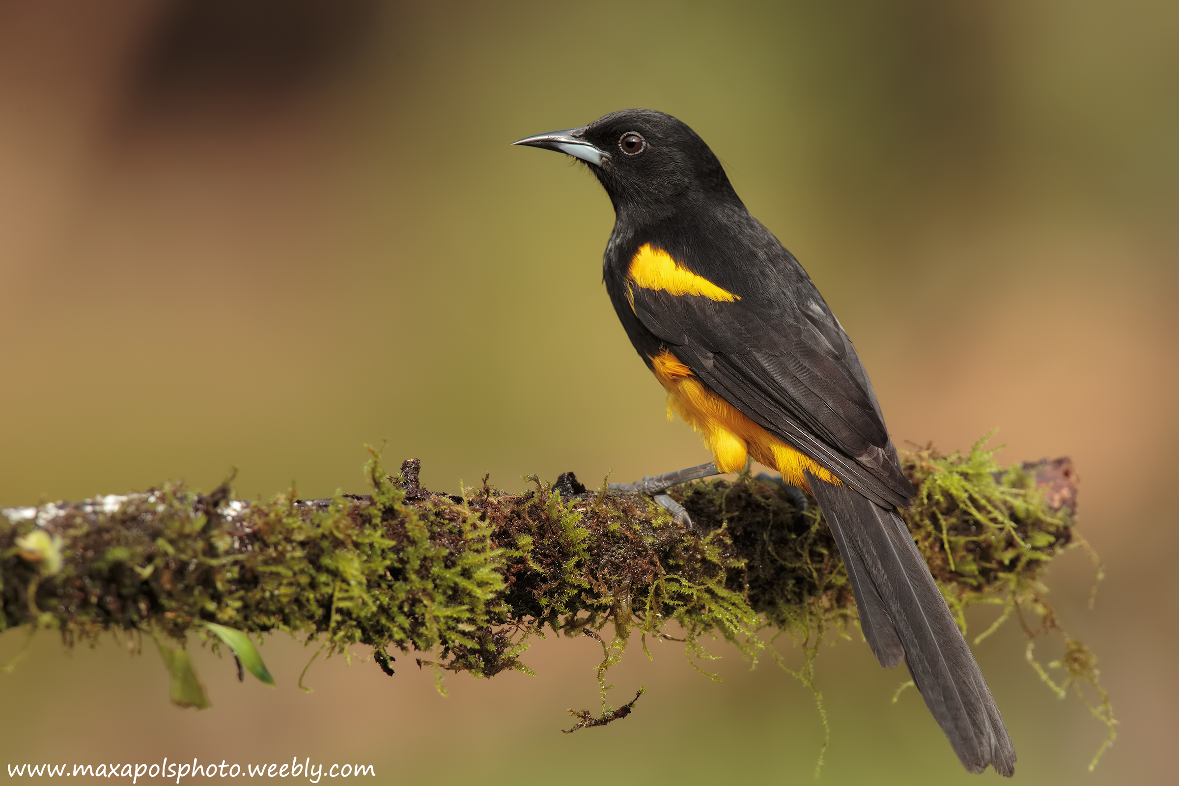 black hooded oriole ...