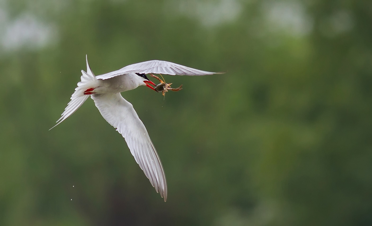 tern hunt