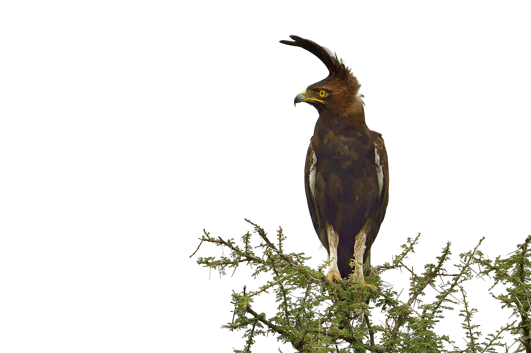 Tanzania 2015 - Aquila dal ciuffo