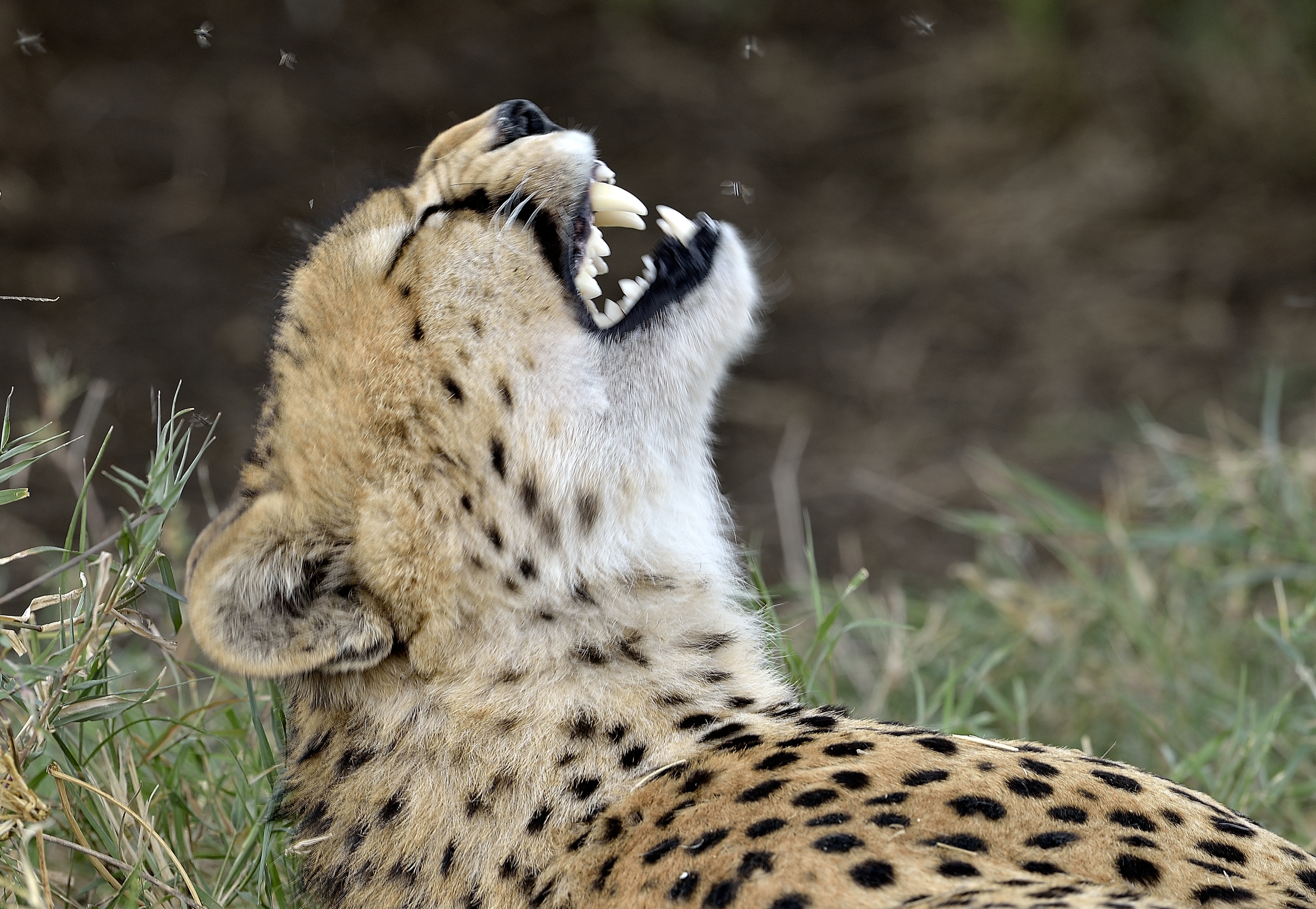 Tanzania 2015 - ..."sti moscerini!!