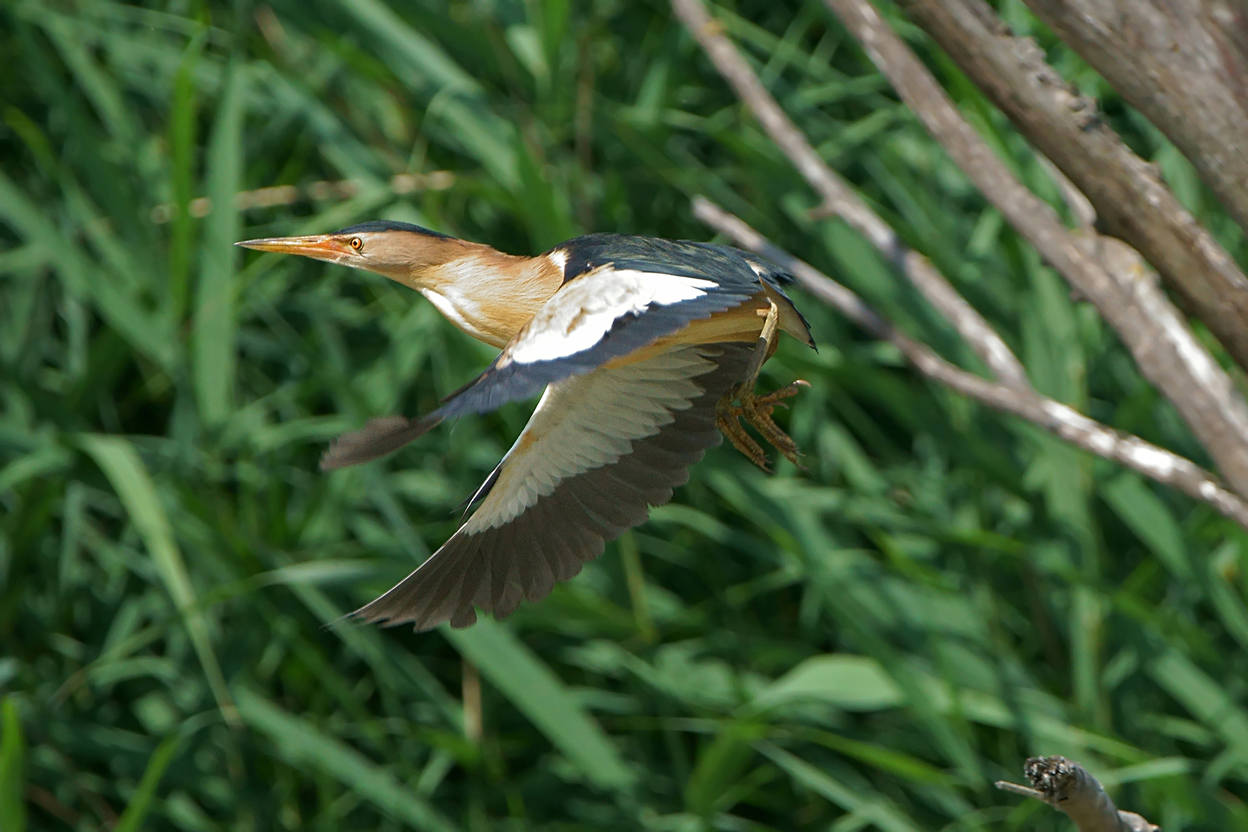 Bittern in detachment