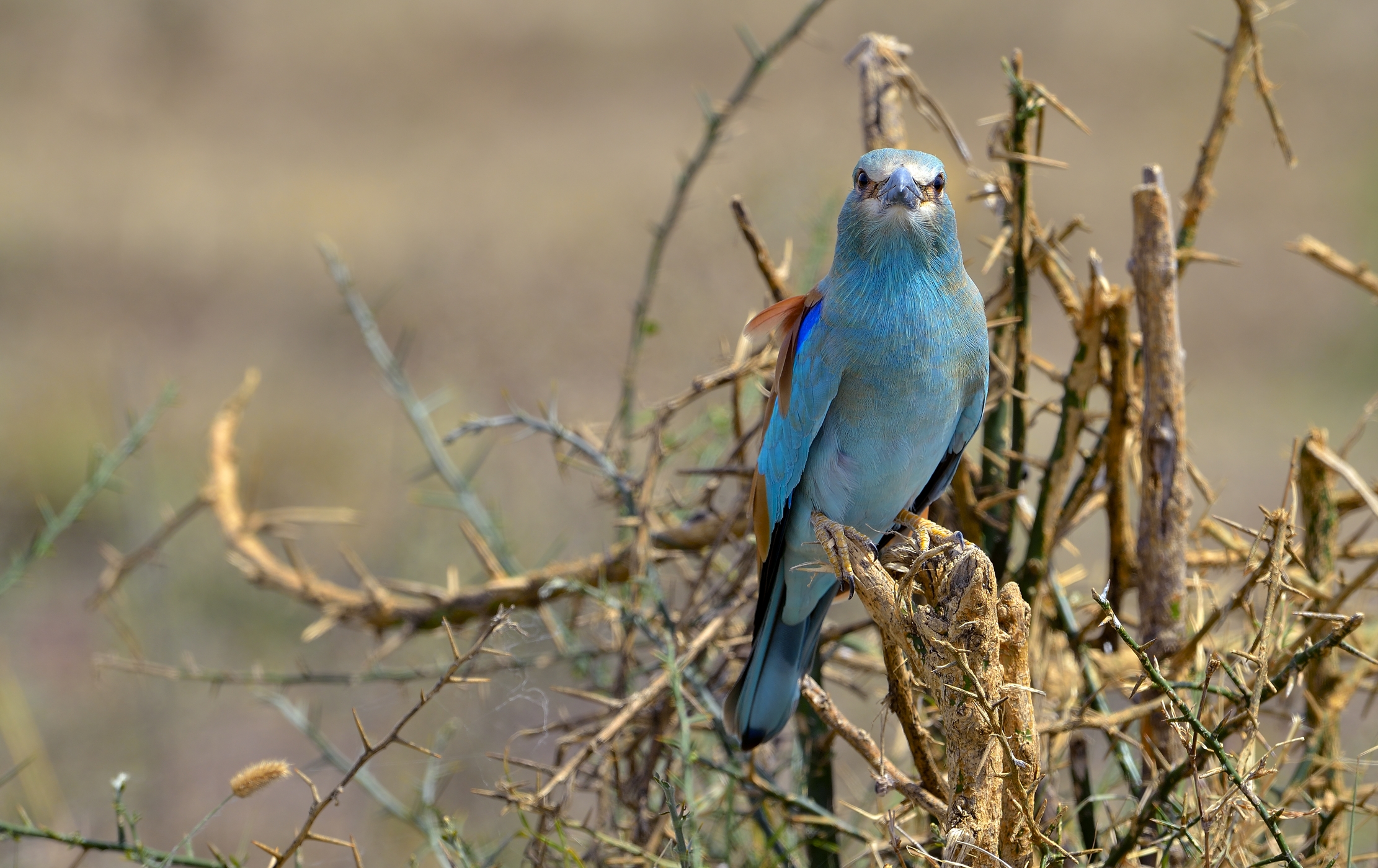 Tanzania 2015 - Ghiandaia marina
