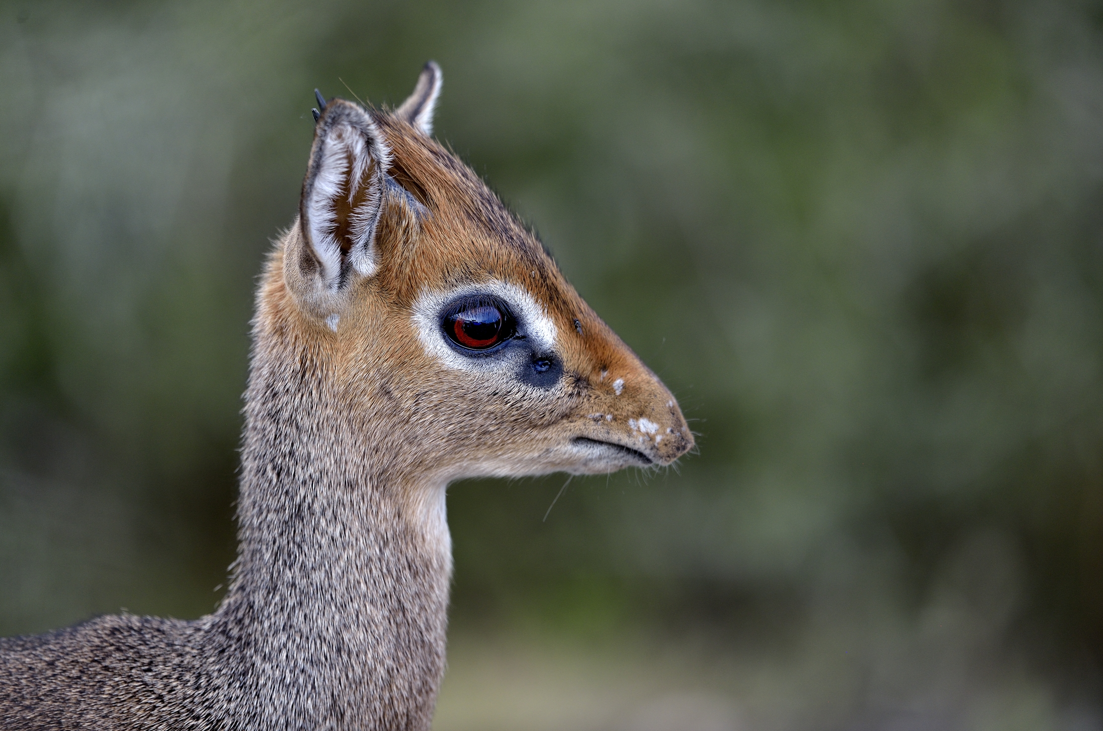 Tanzania 2015 - Dik Dik