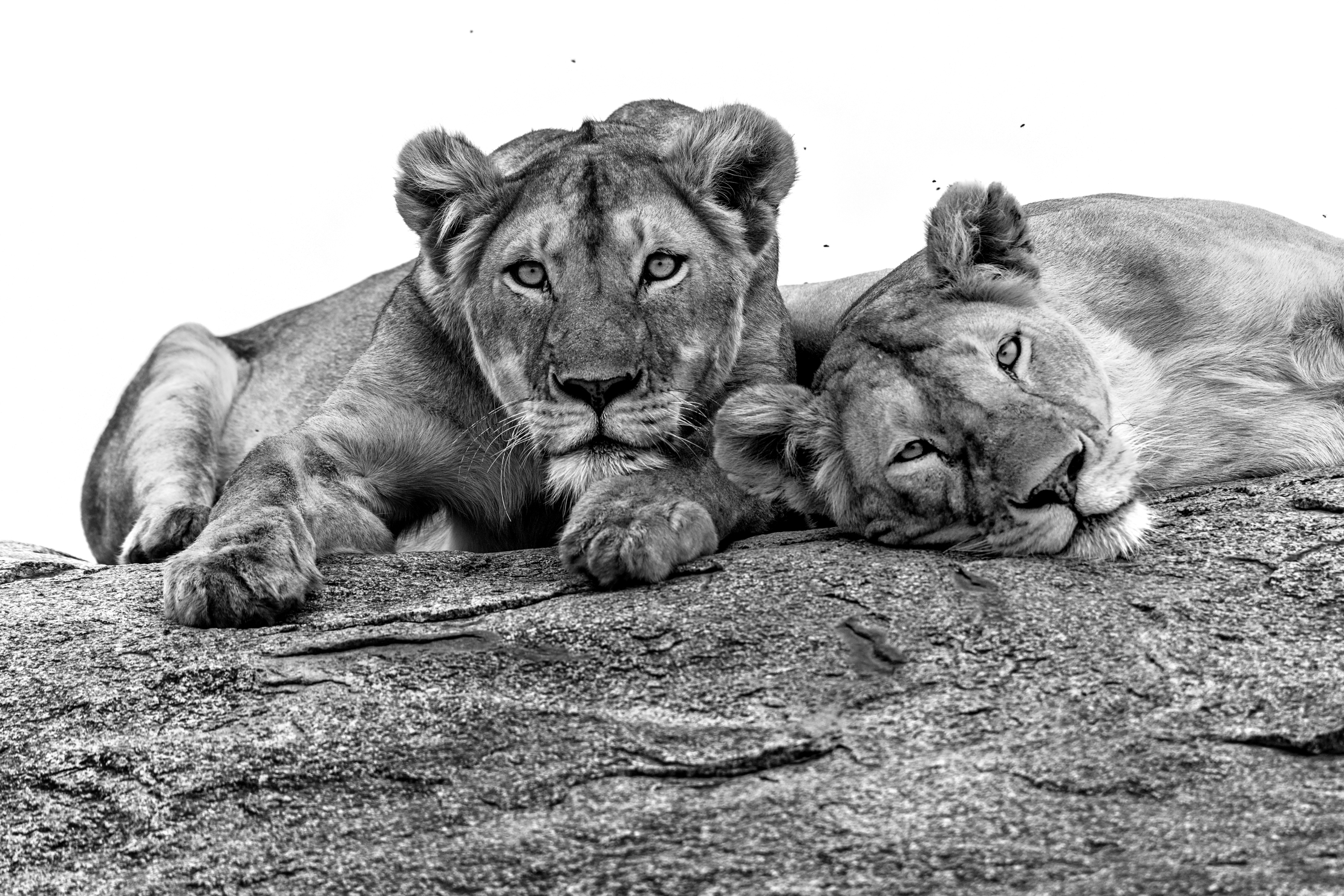 Tanzania 2015 - Sorelline