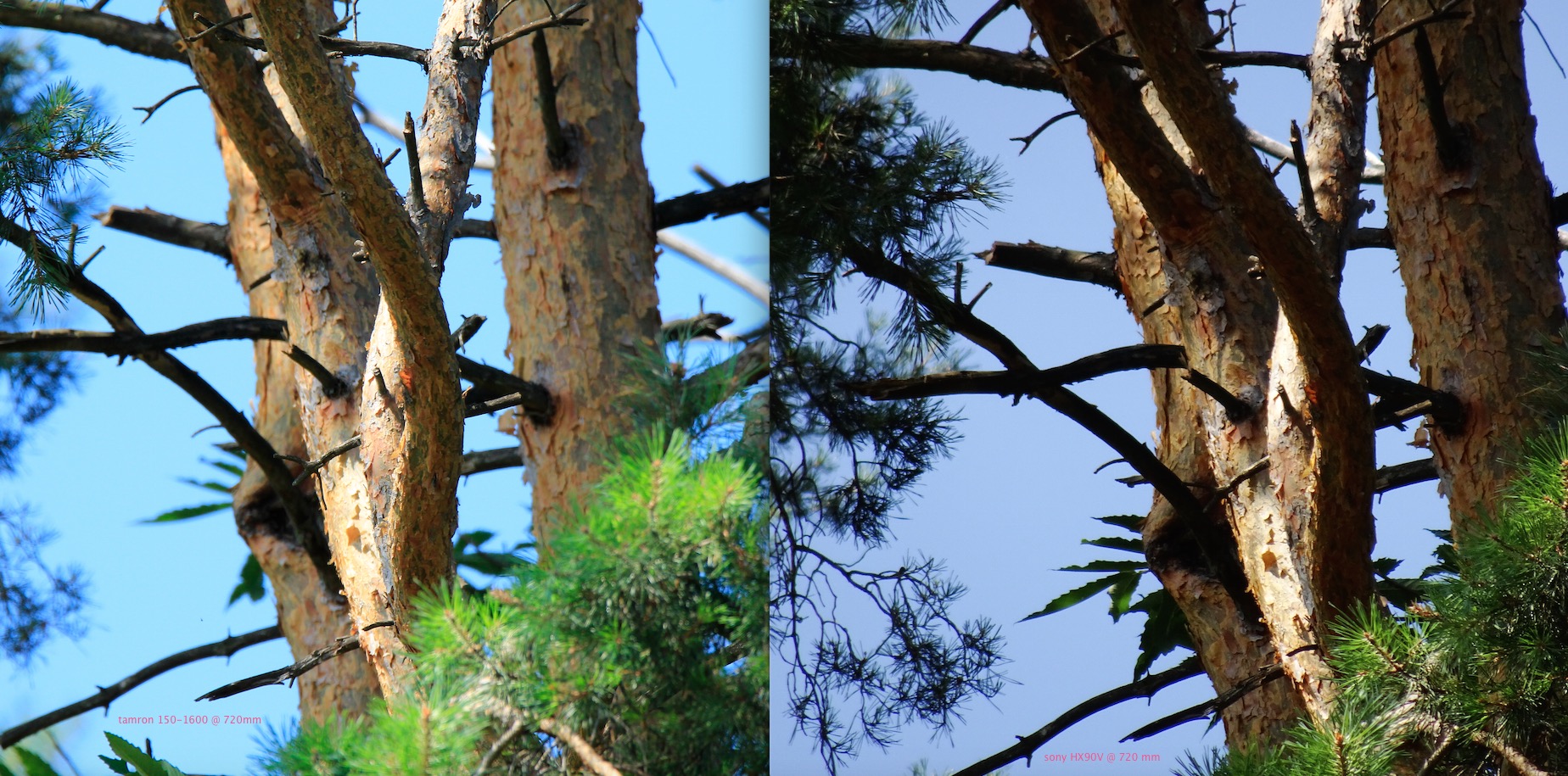 tamron150-600 VS HX90v to 720mm