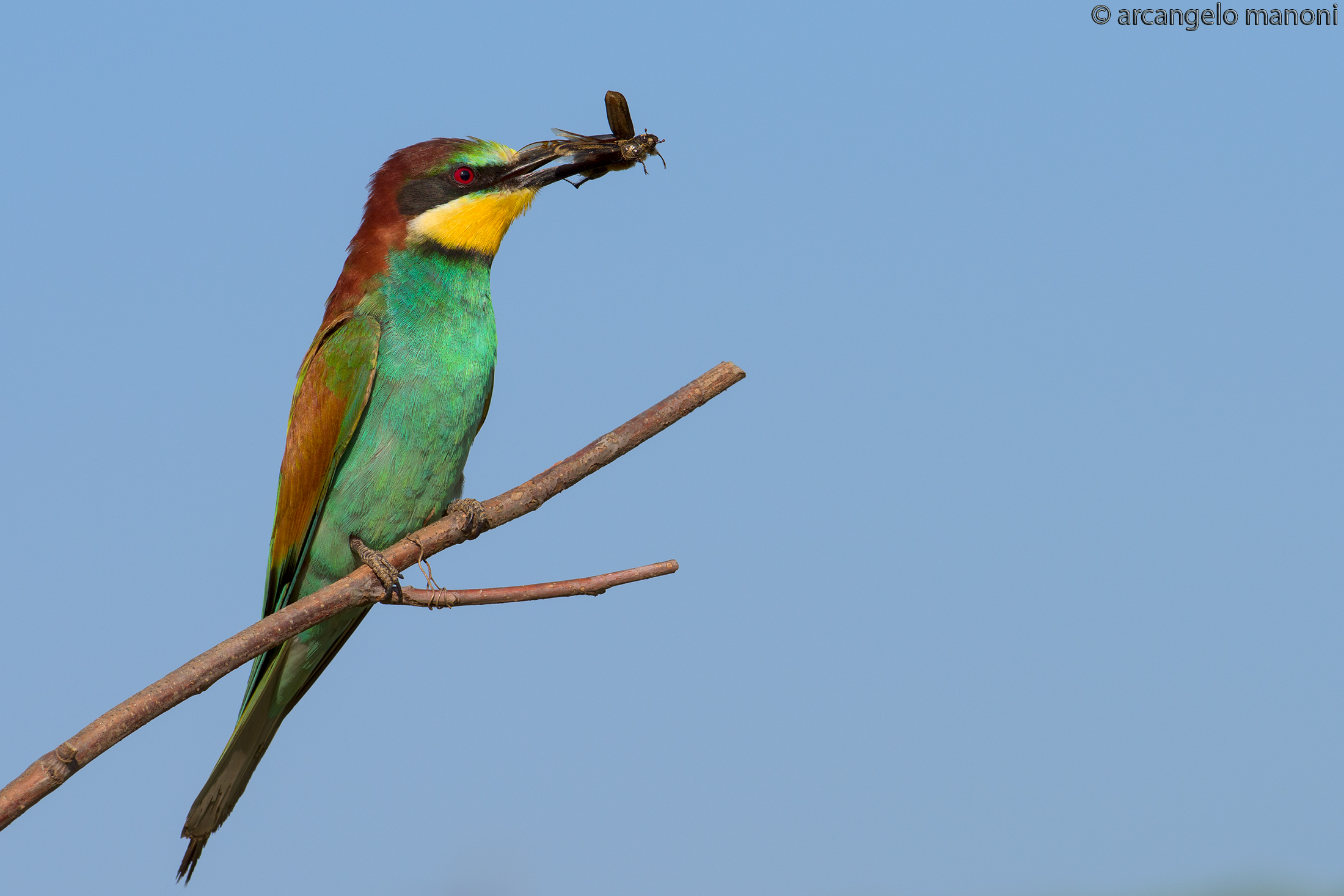 Un coleottero per il gruccione