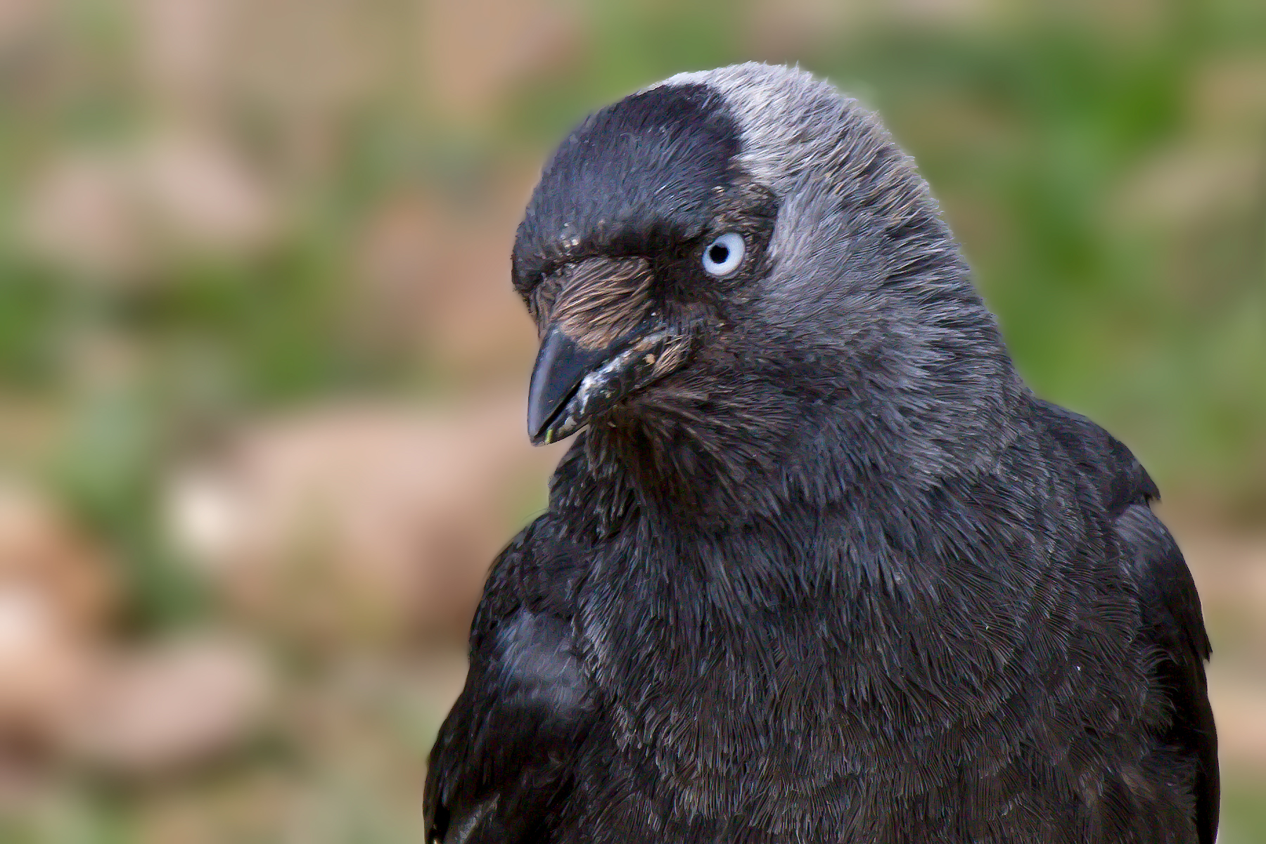 Jackdaw