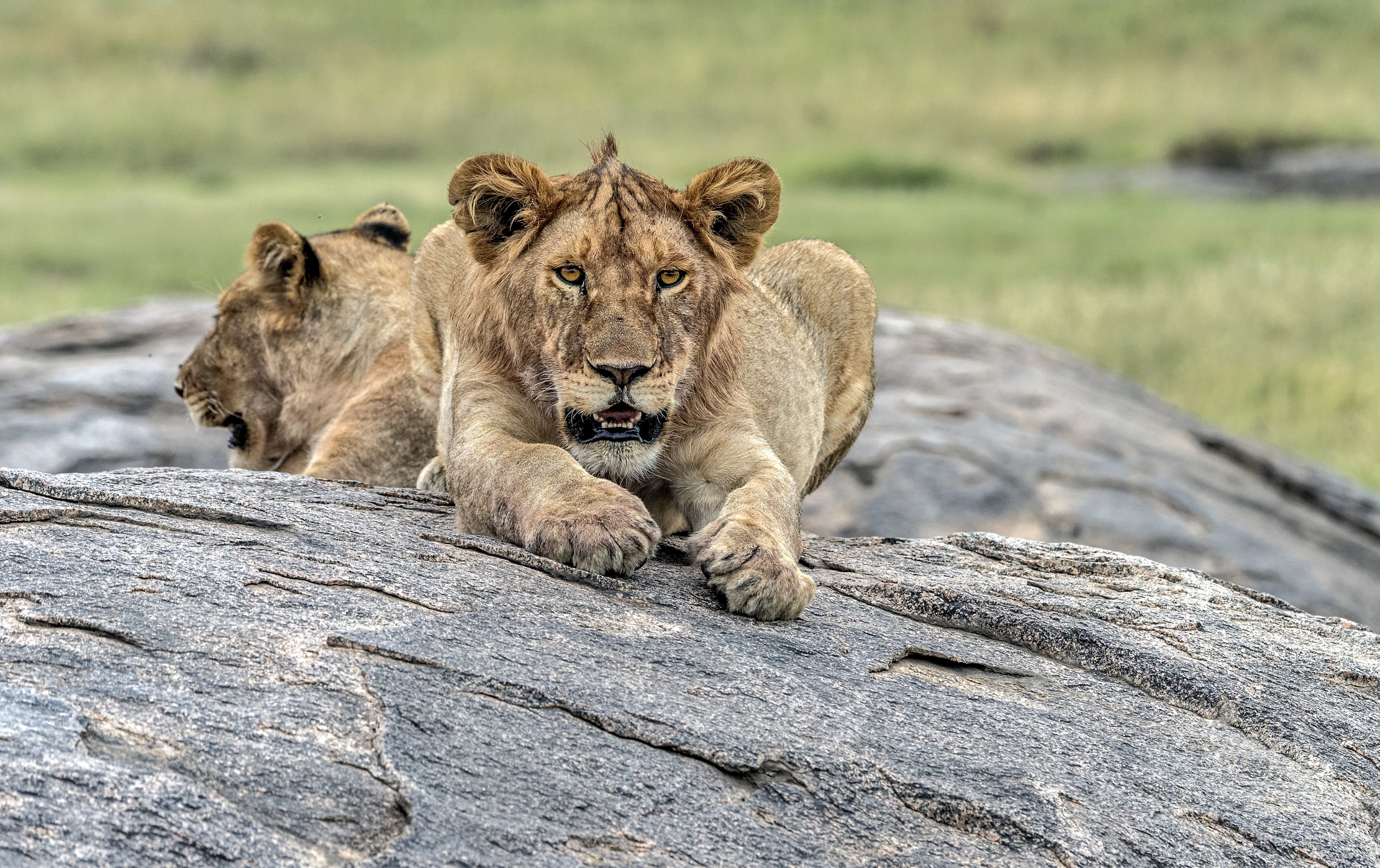 Tanzania 2015 - Sul Kopjes