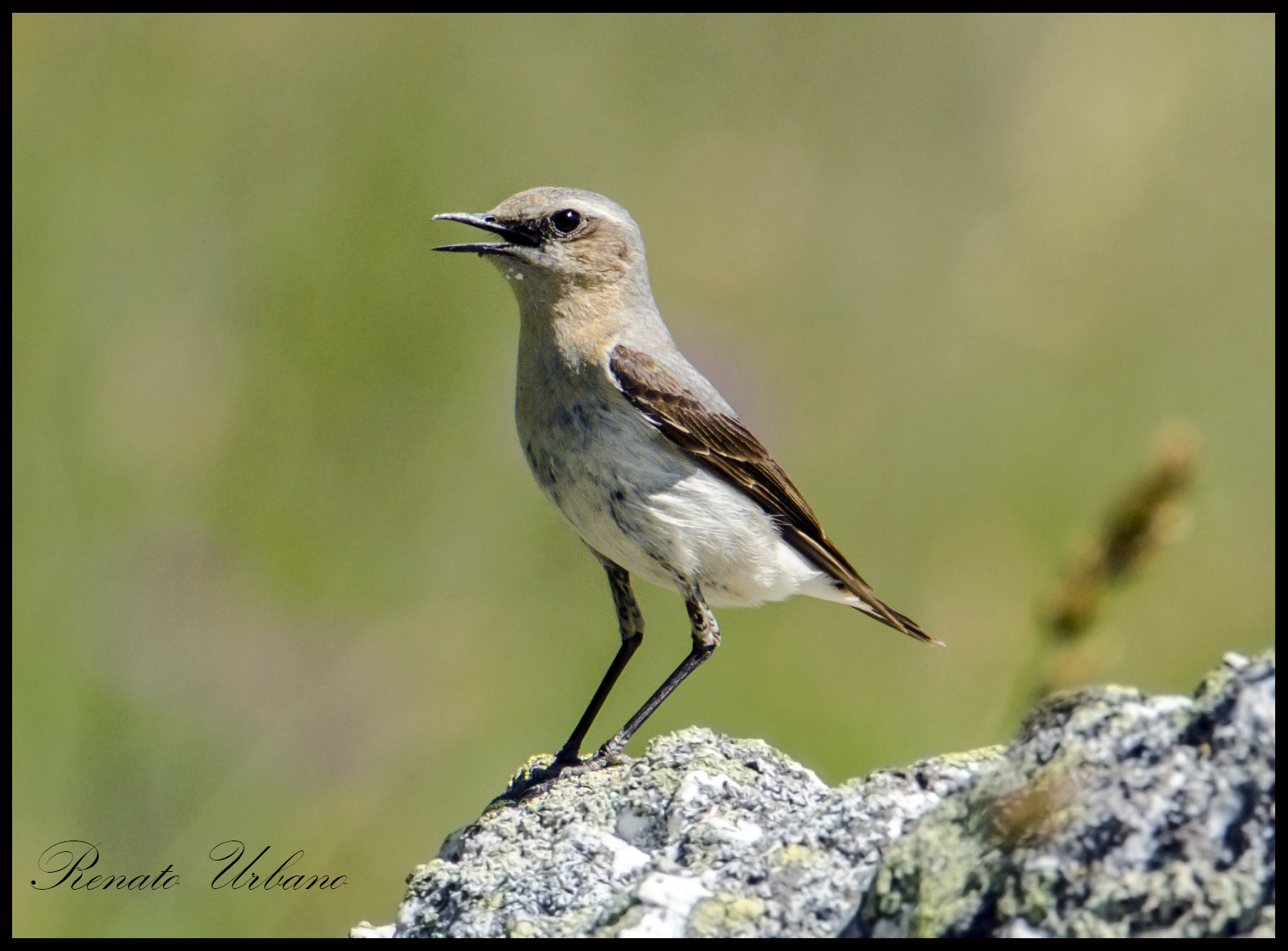 Mountain Pipit (Anthus spinoletta spinoletta)