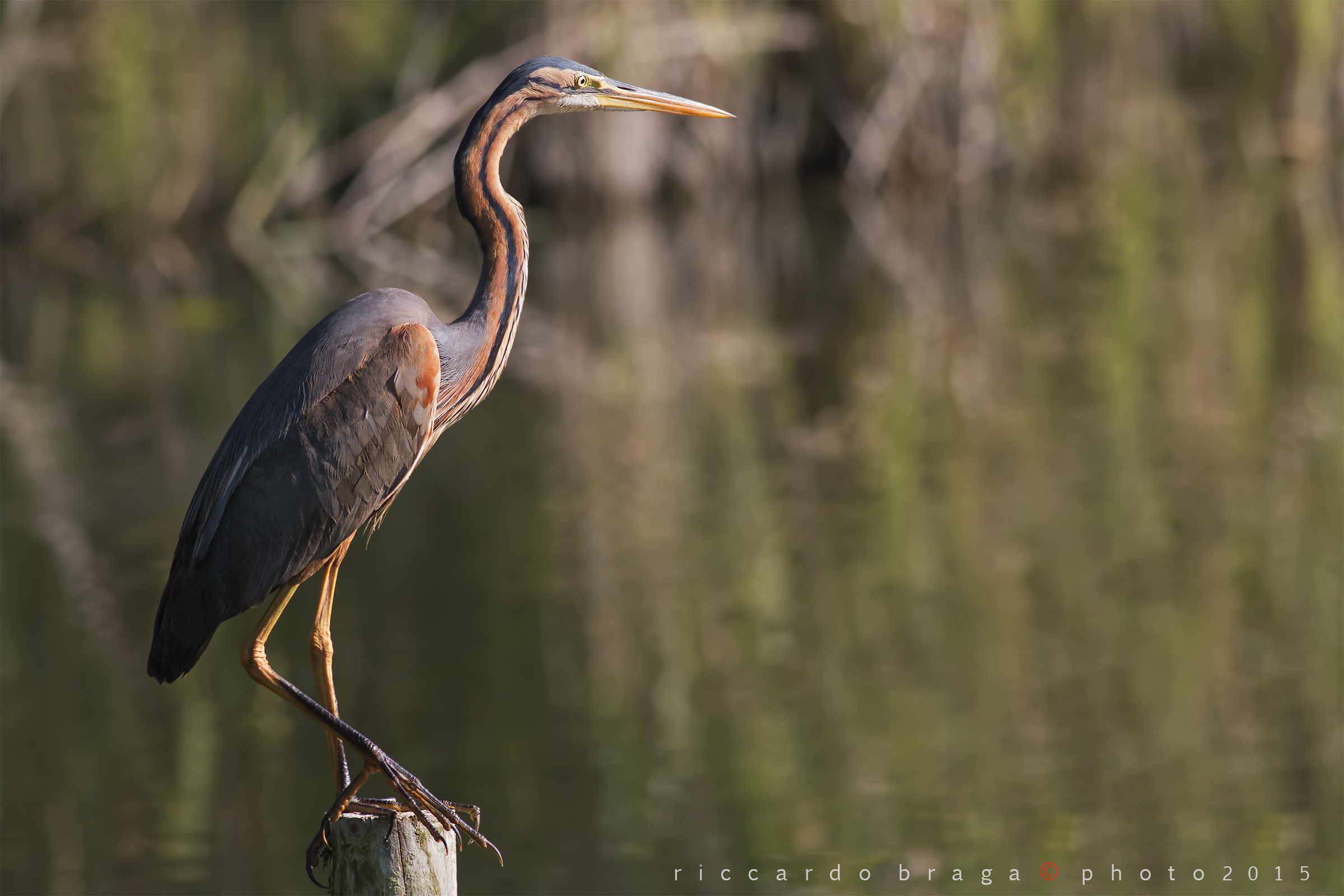 Ardea purpurea