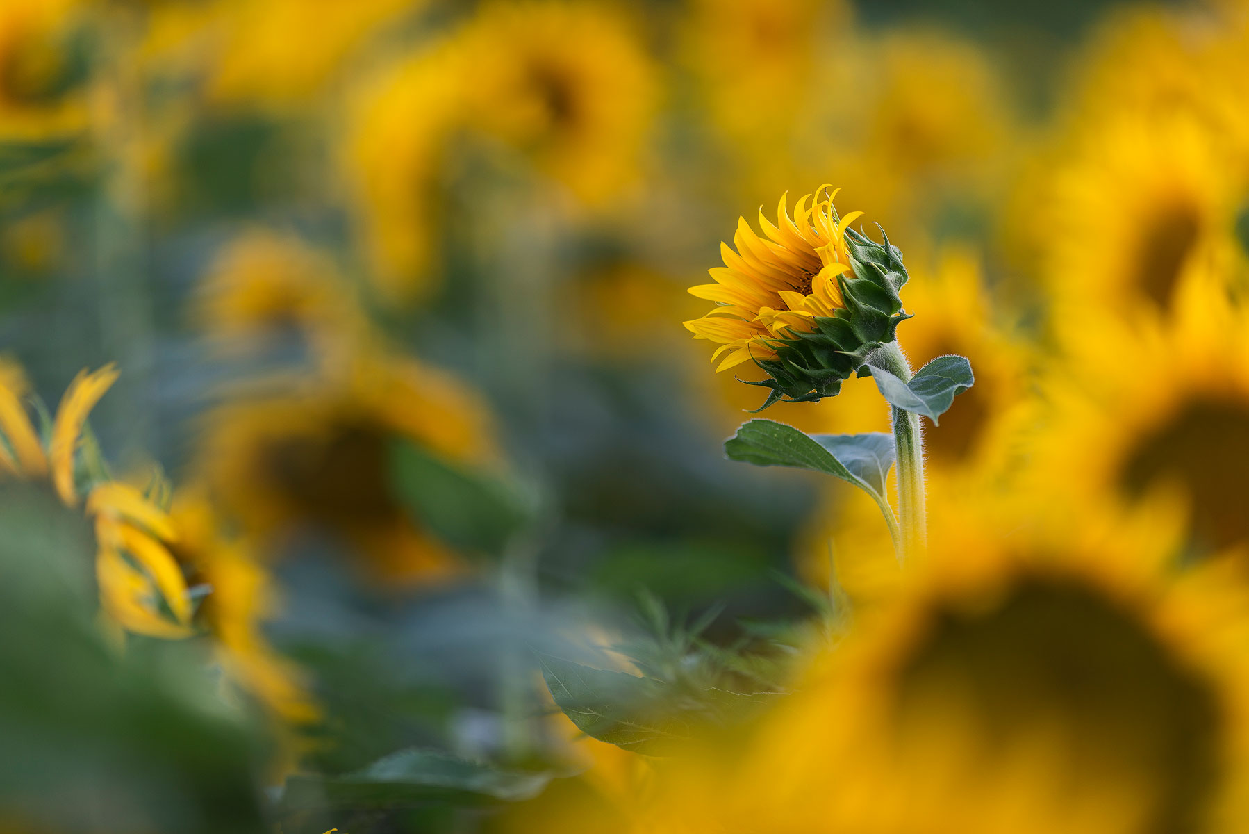Sunflower field.