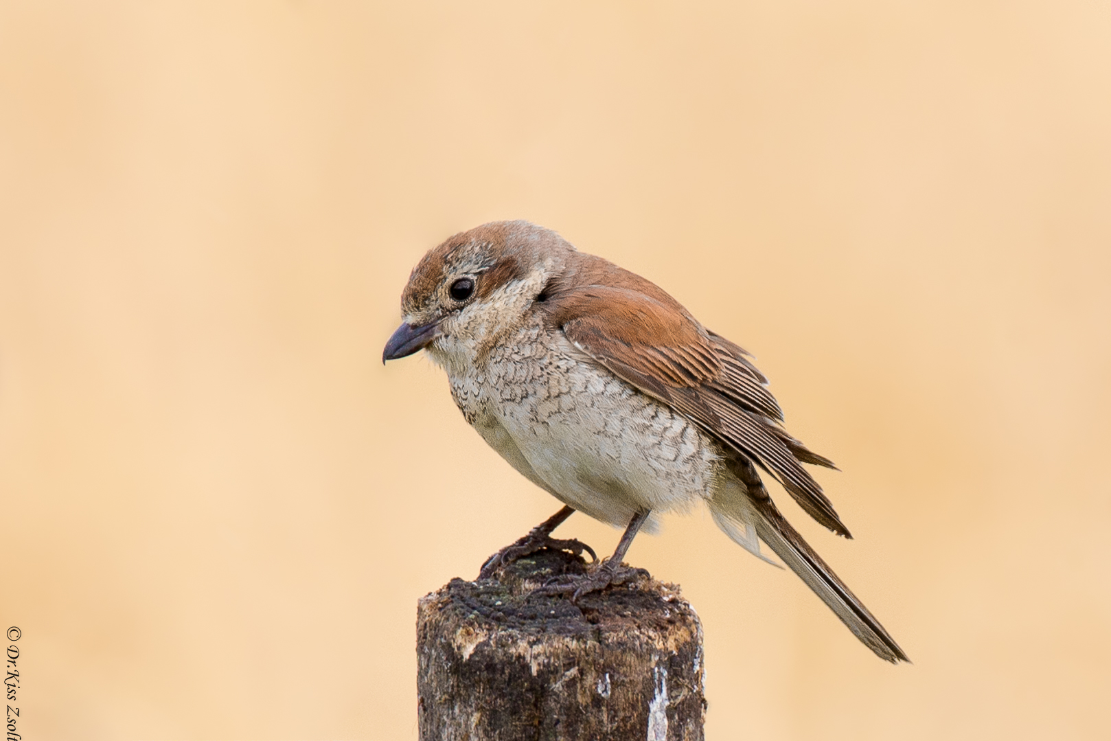 Giovani Shrike