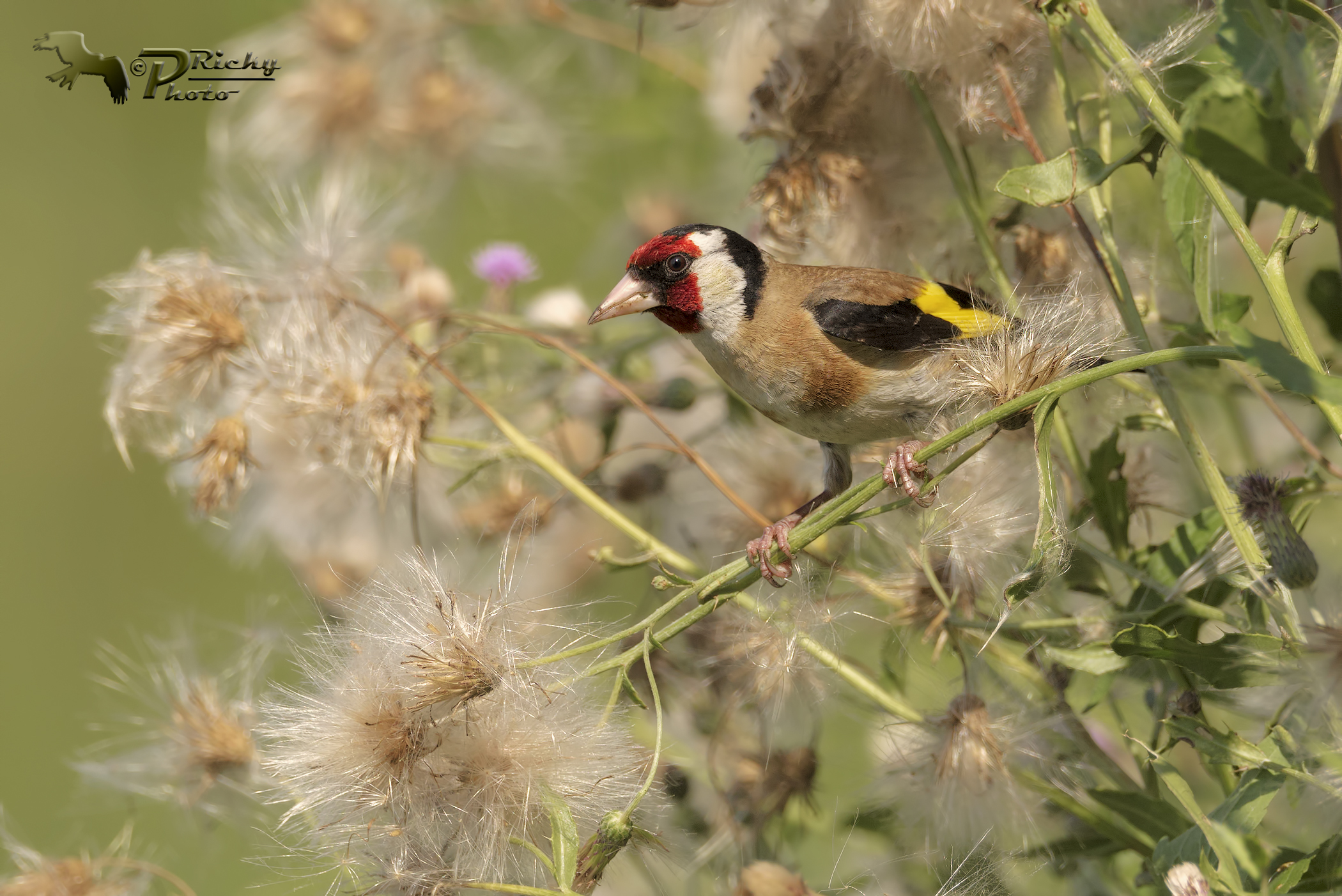 Cardellino ambientato !