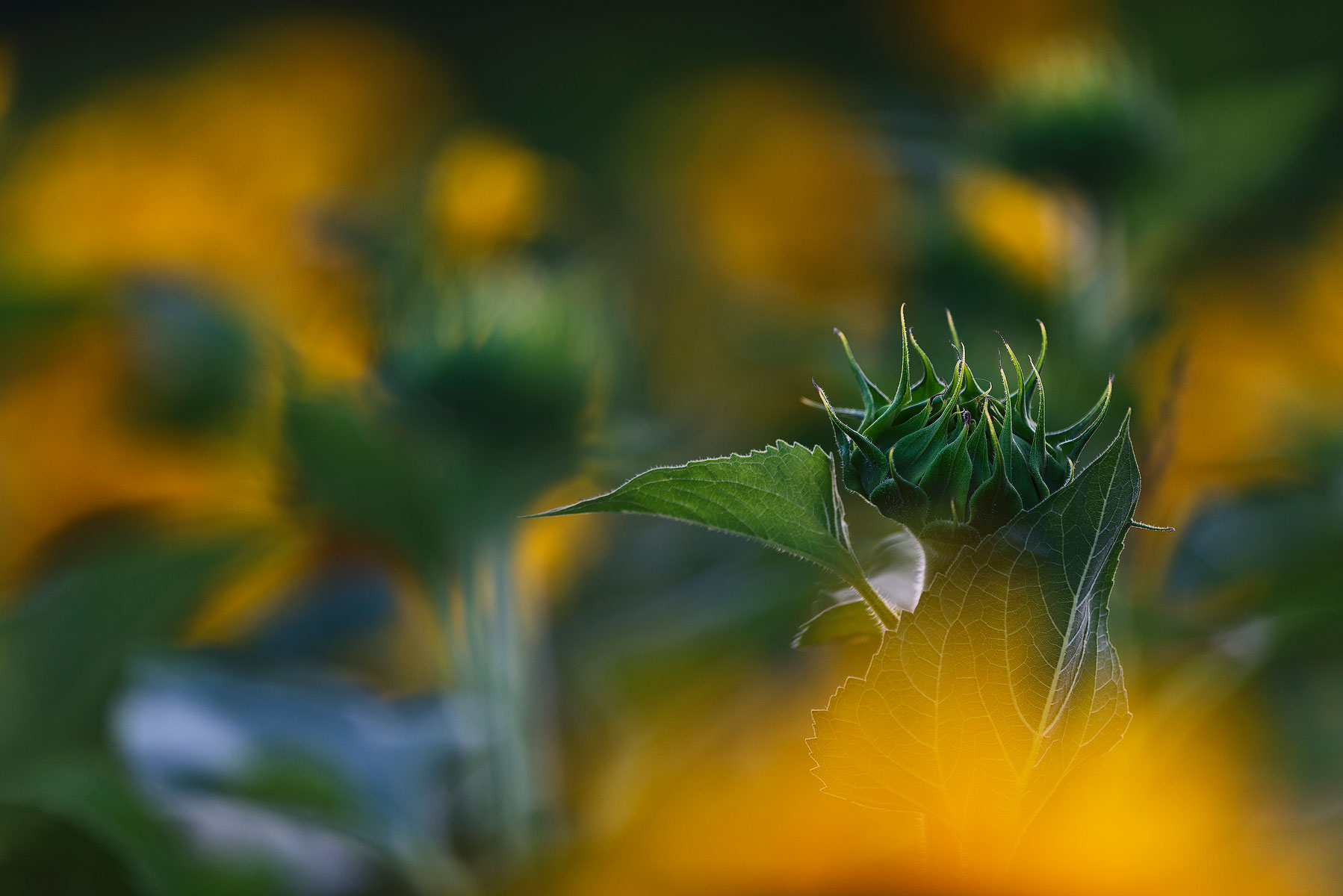 Someday I'll be big too!