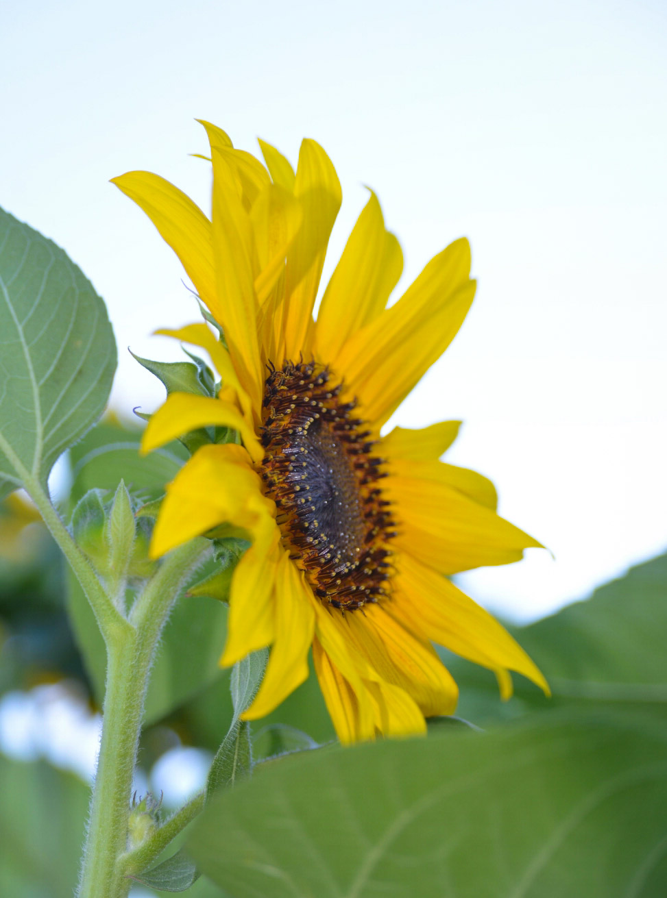 Sunflower .... Patù. !!