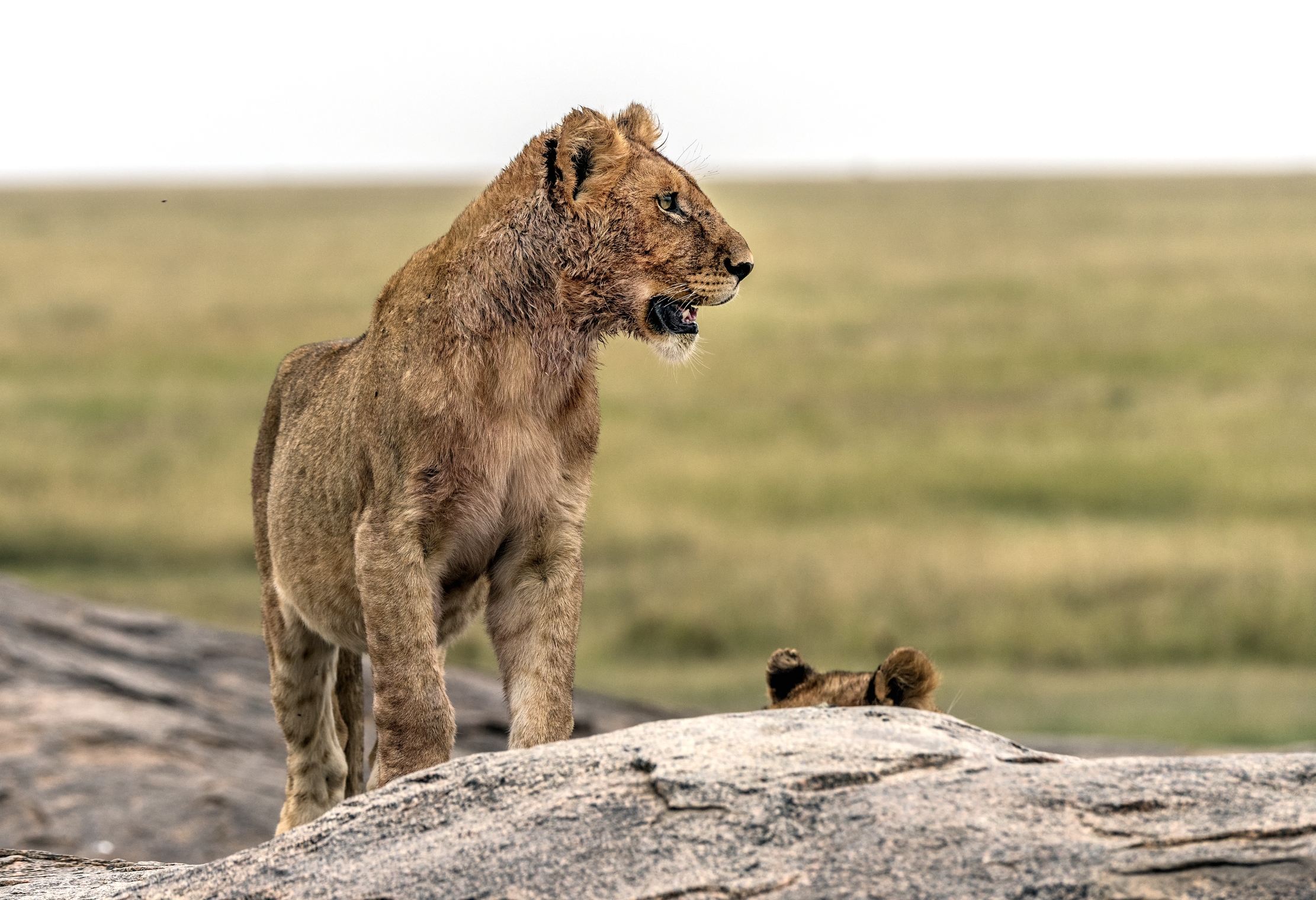 Tanzania 2015 - cucciolone