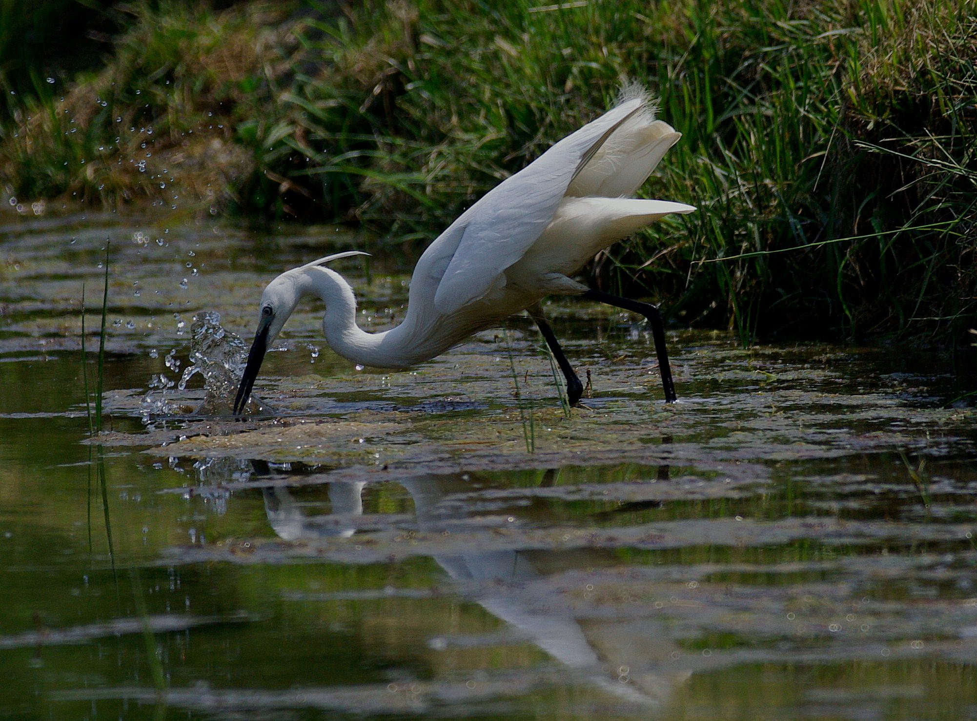 Little Egret hunting