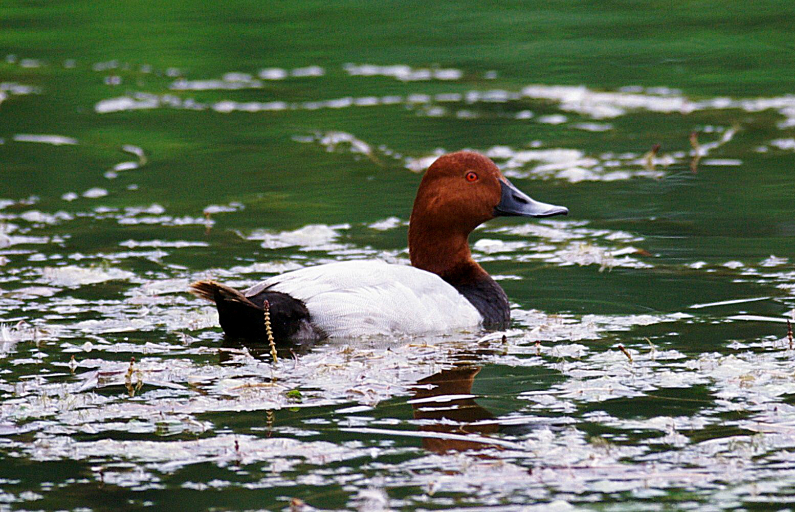 Pochard