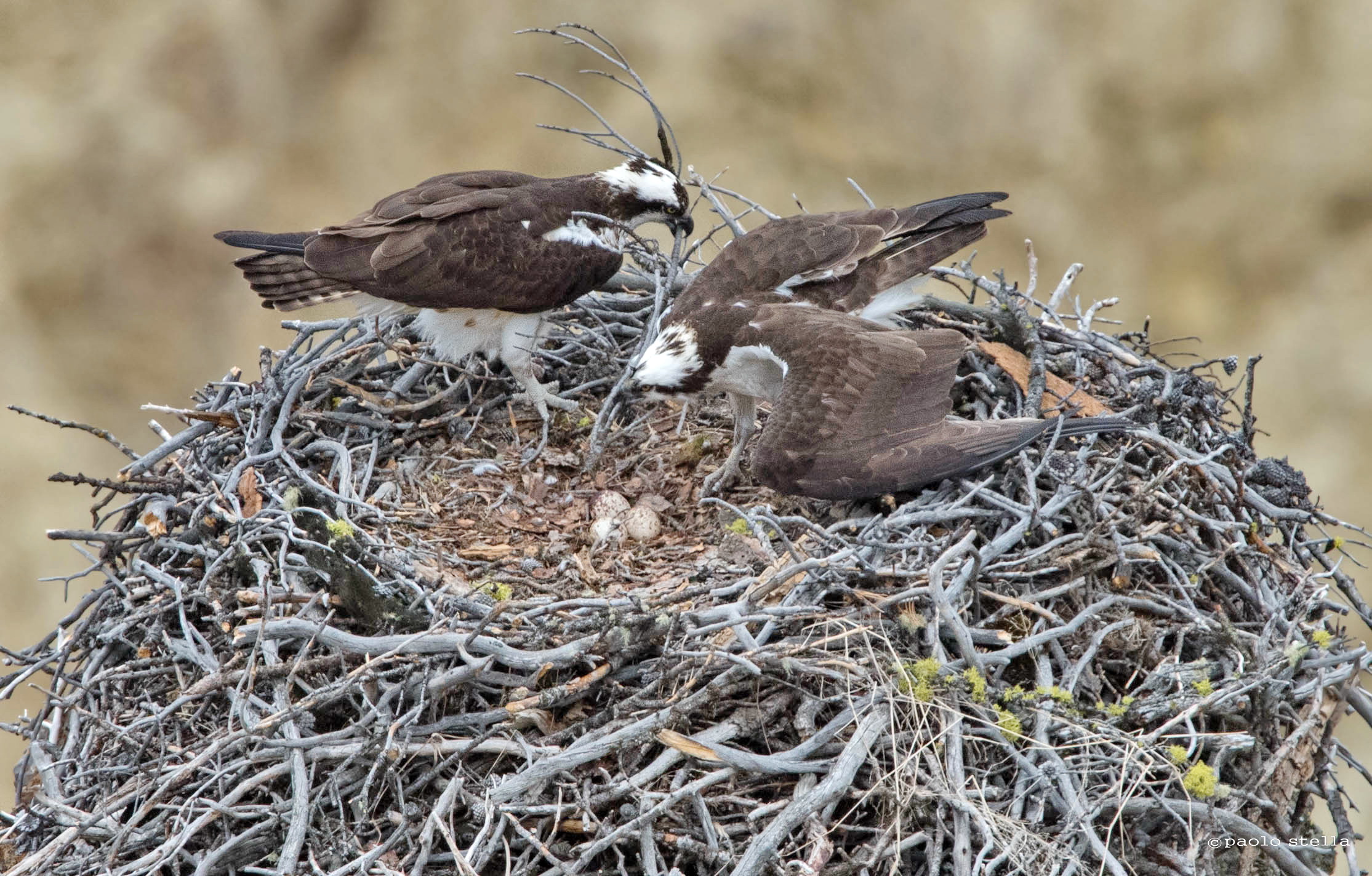 ospreys build their nests