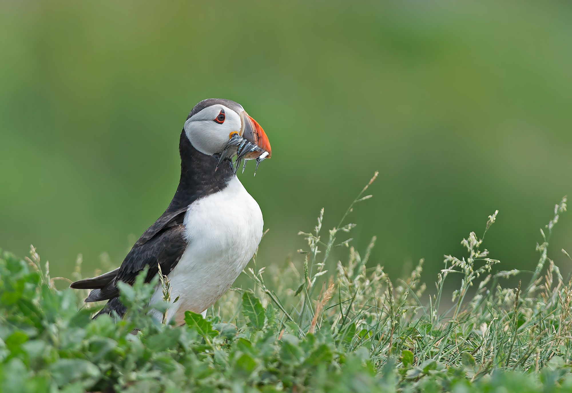 Puffin: Fratercula arctica