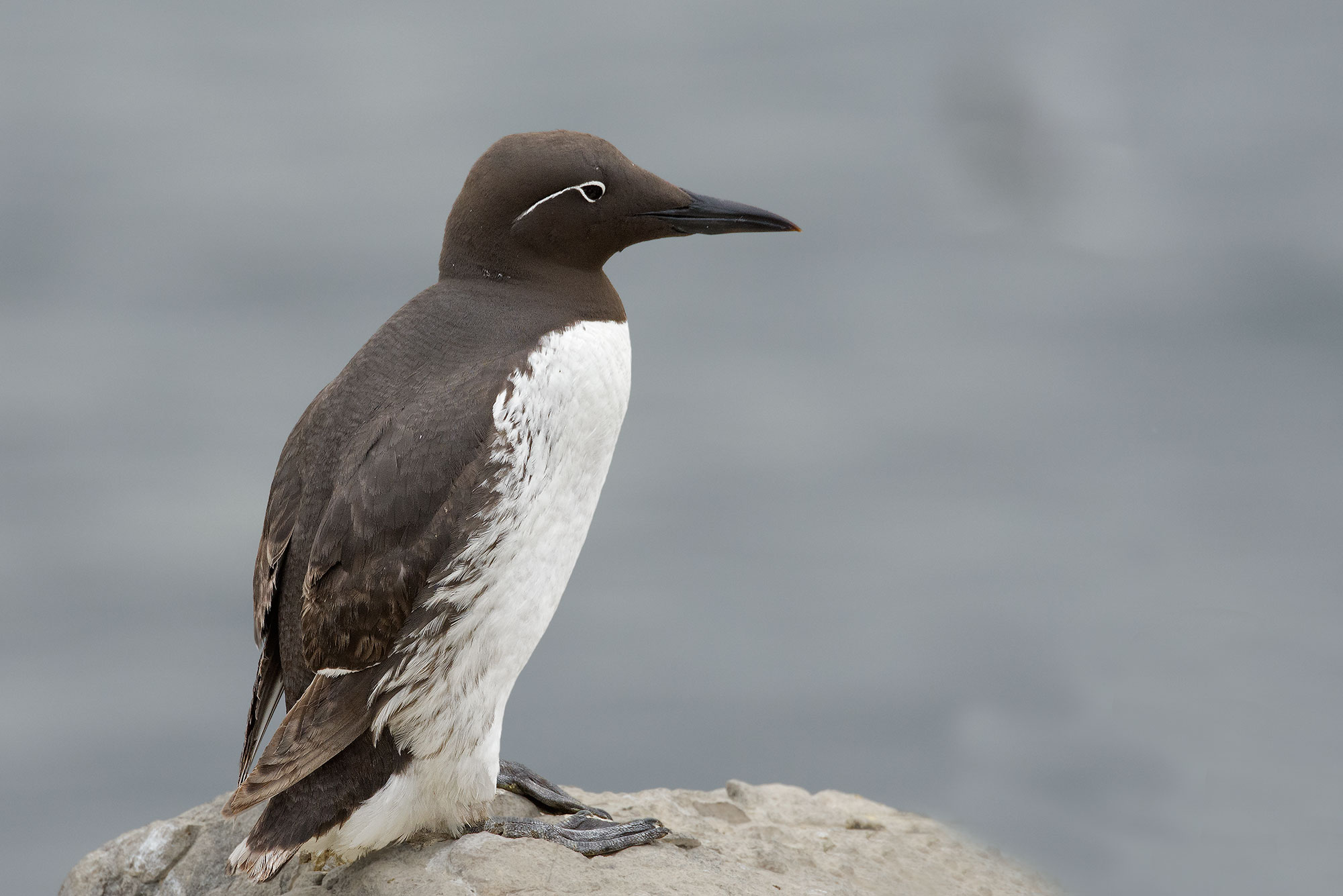 Guillemot: common murre - bridled variety