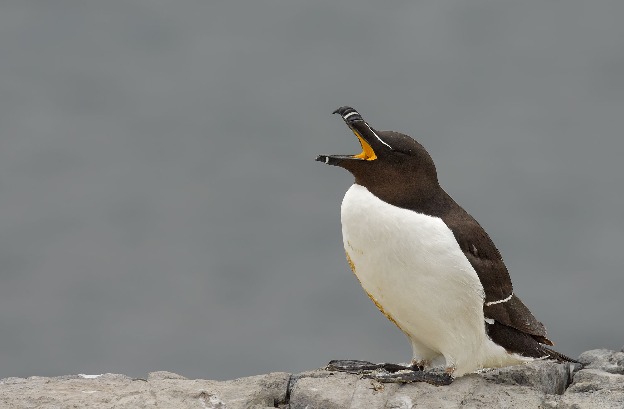 Razorbill: Alca torda