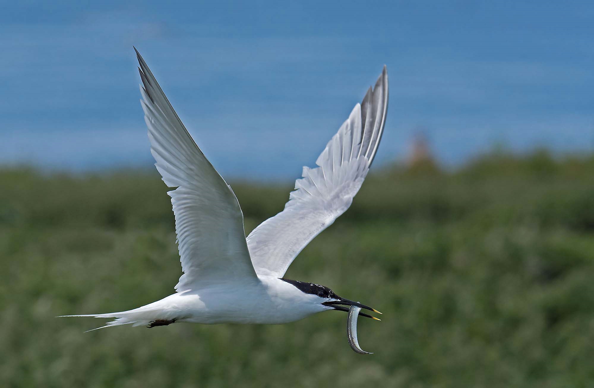 Sandwich Tern: Sterna sandvicensis
