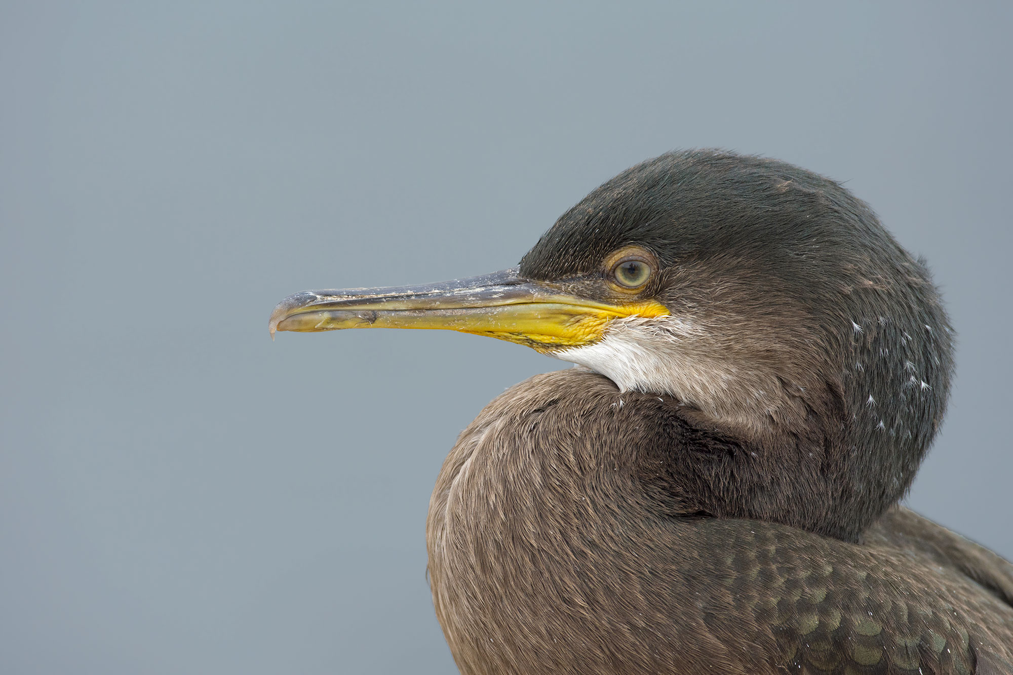 European Shag: Phalacrocorax aristotelis