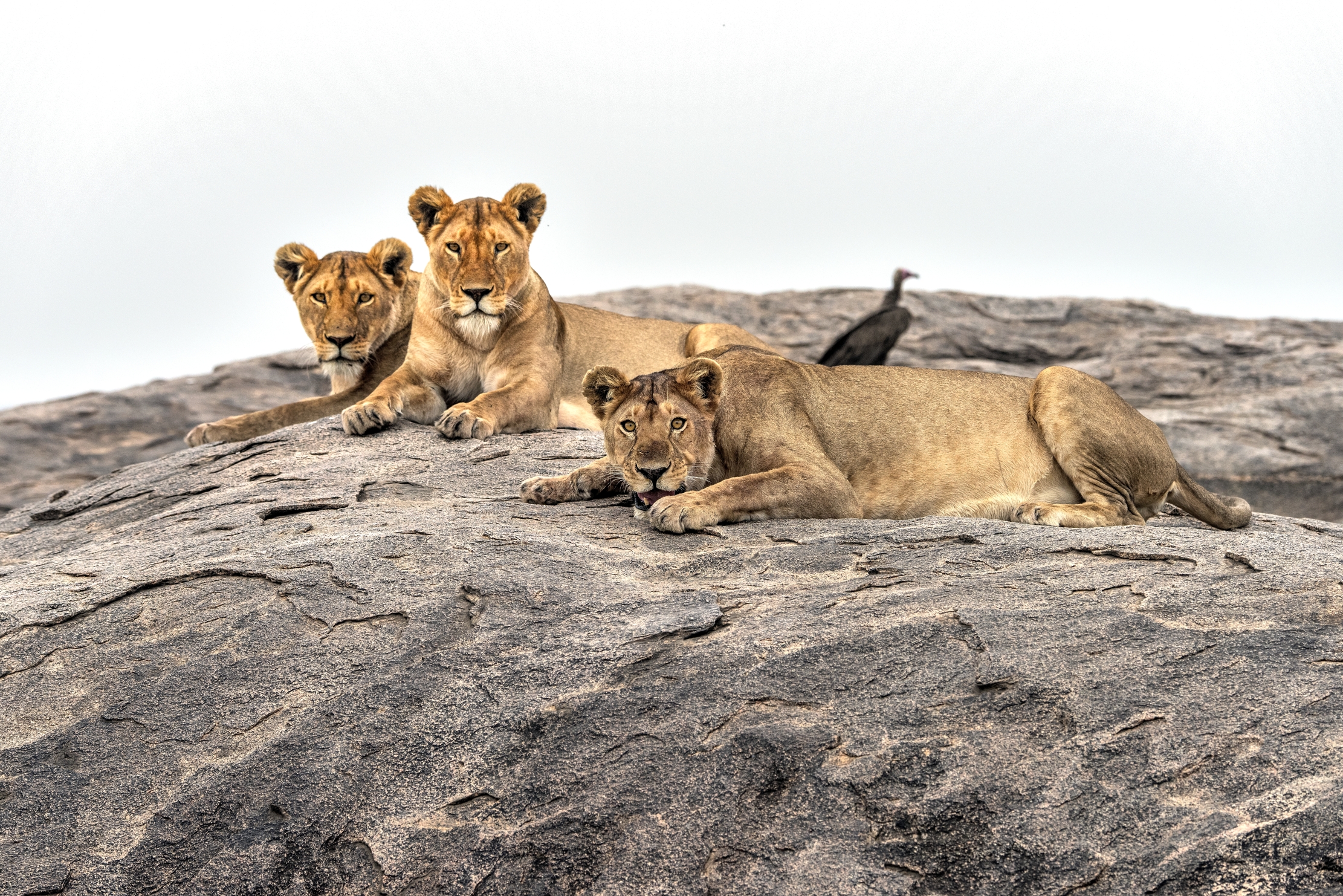 Tanzania 2015 - cucciolonI